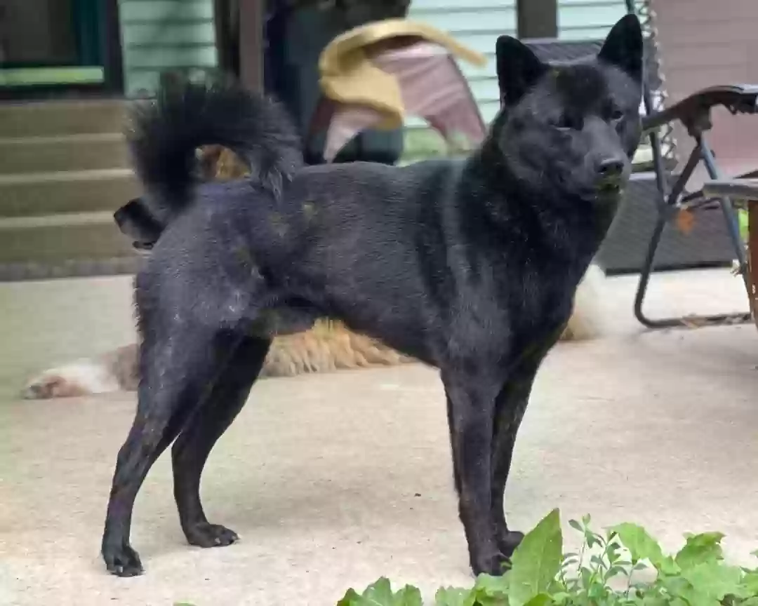 Lost dog in Daleville, IN, 47334