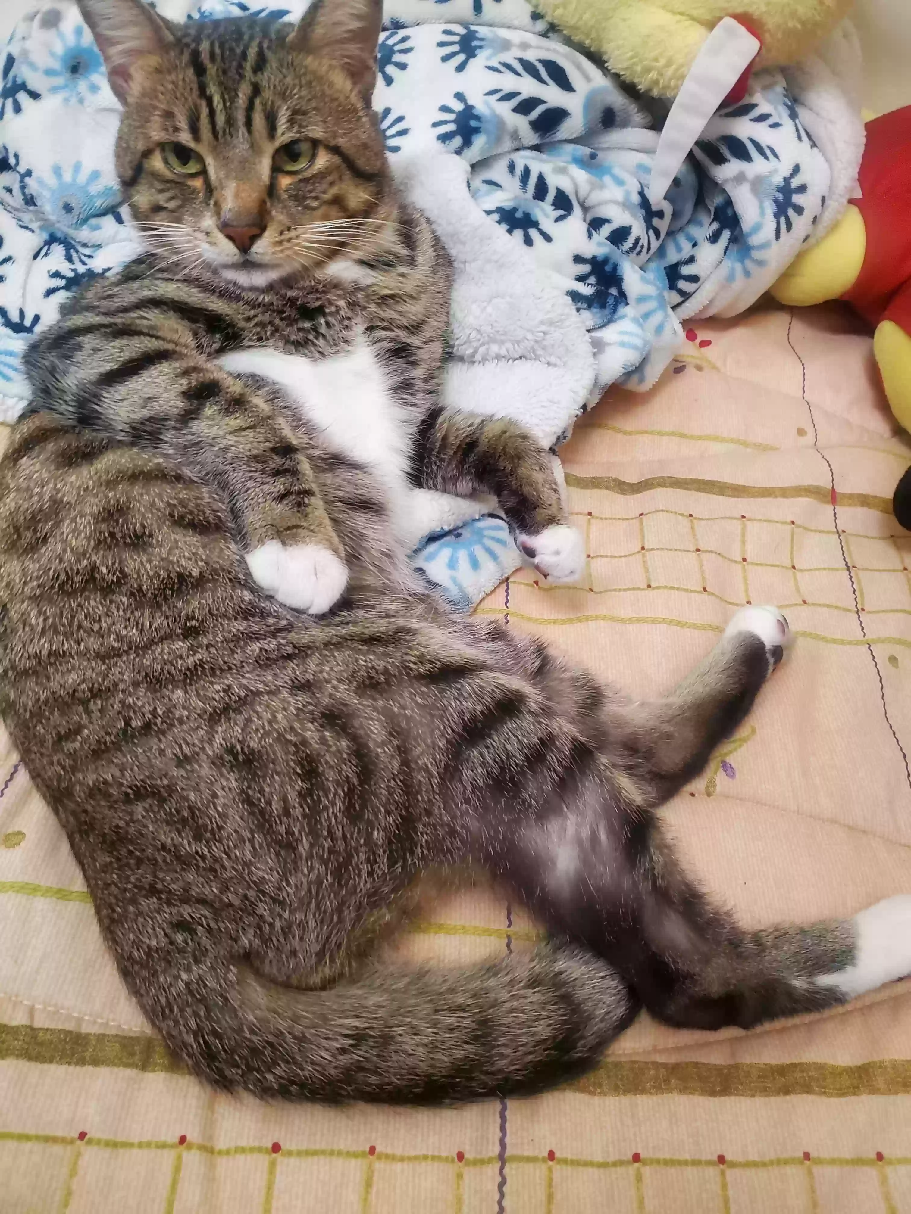 Lost cat in Anaheim, CA, 92804