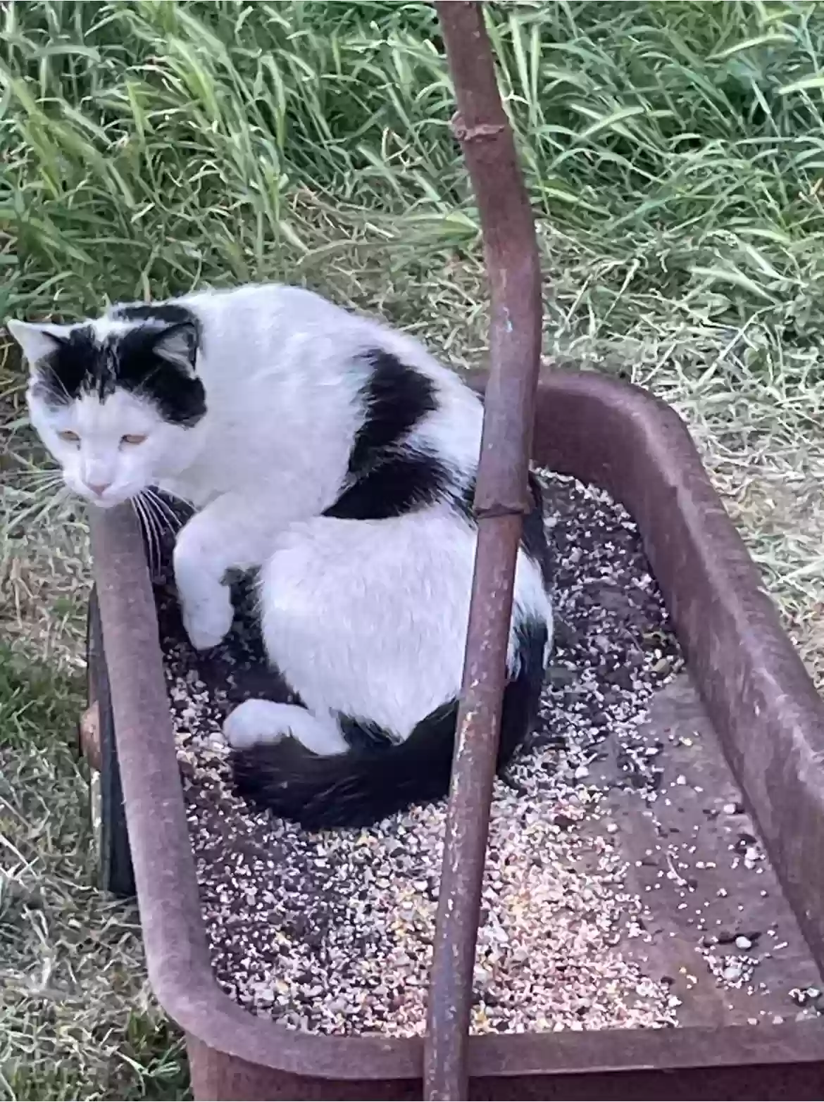 Lost cat in Modesto, CA, 95358