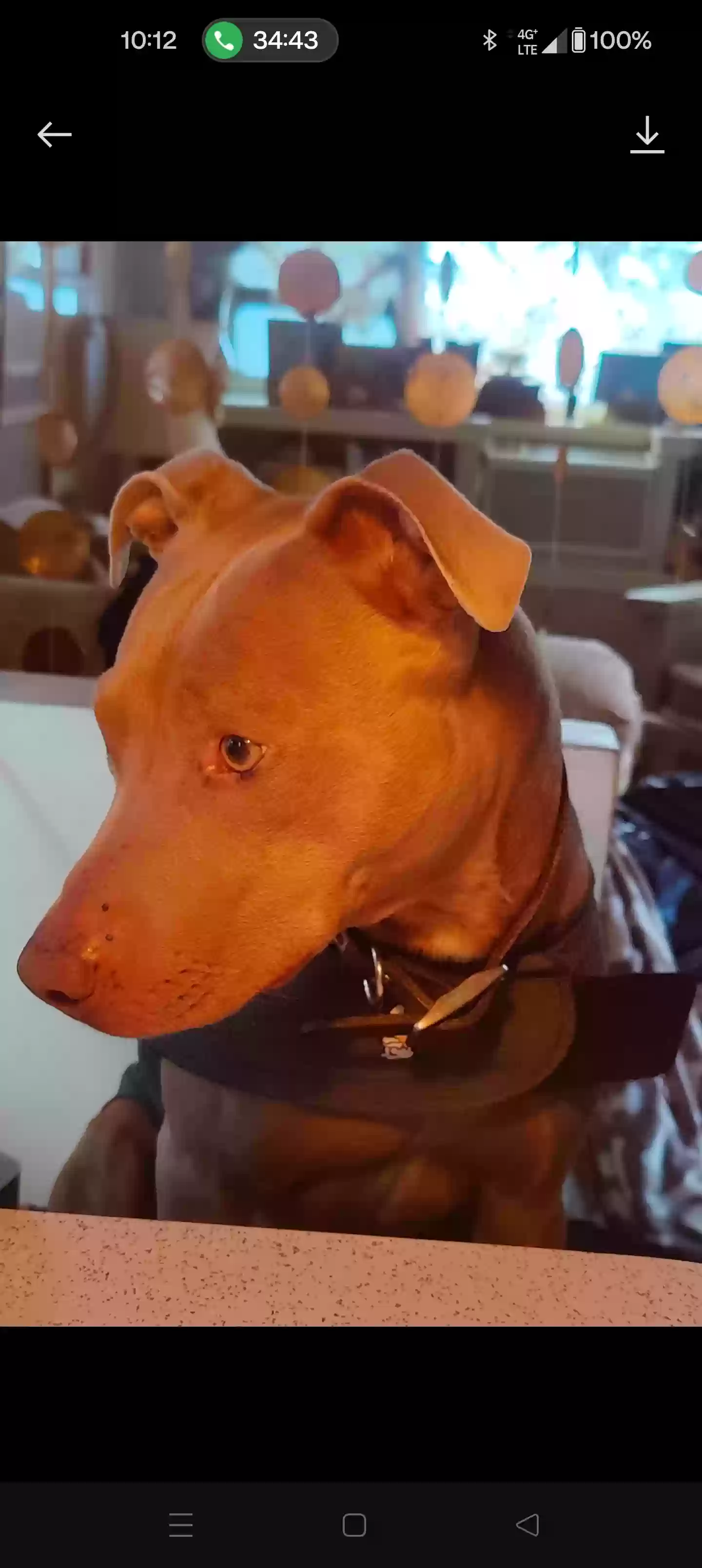 Lost dog in Fallbrook, CA, 92028