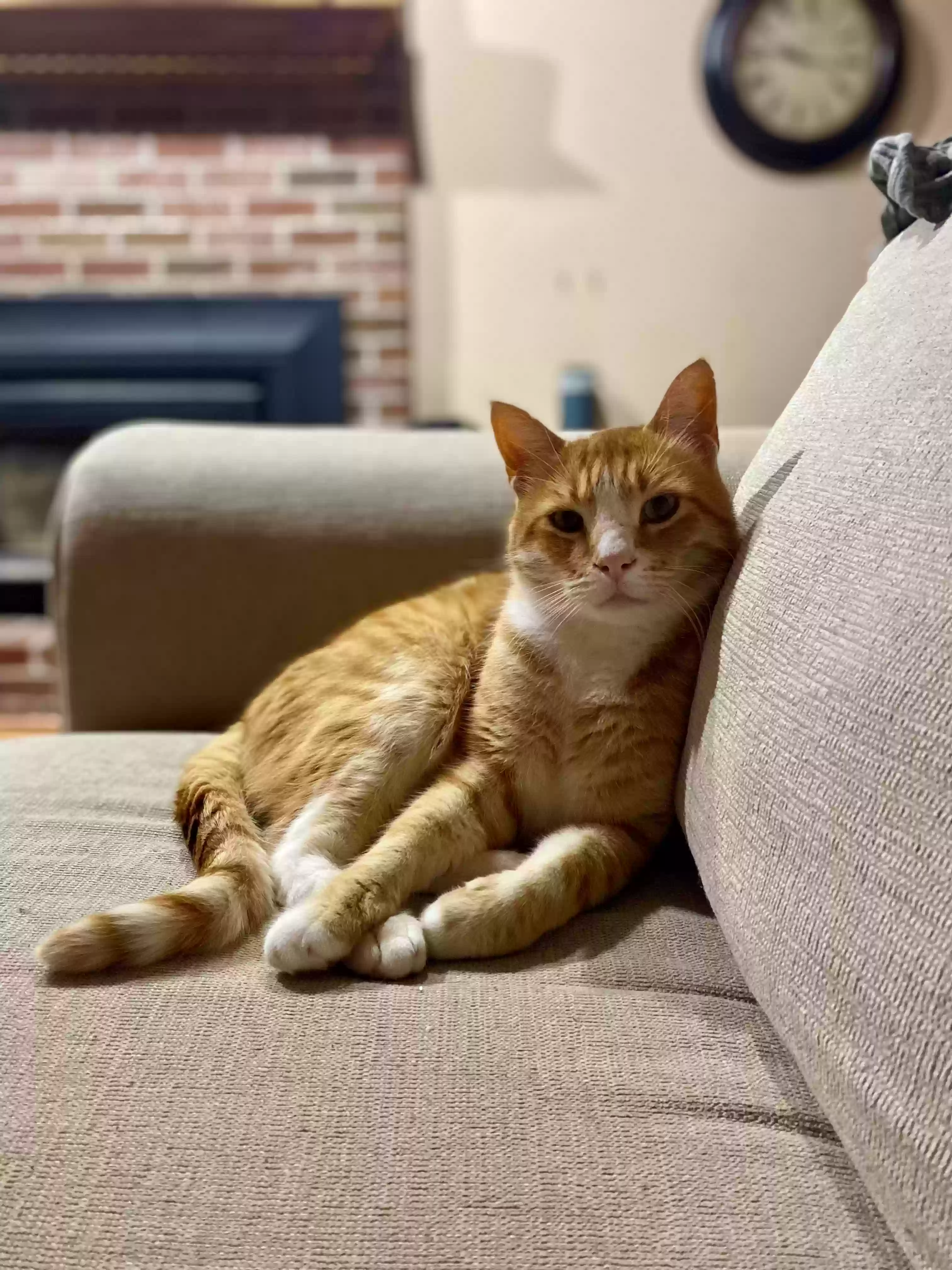 Lost cat in Marlborough, MA, 1752