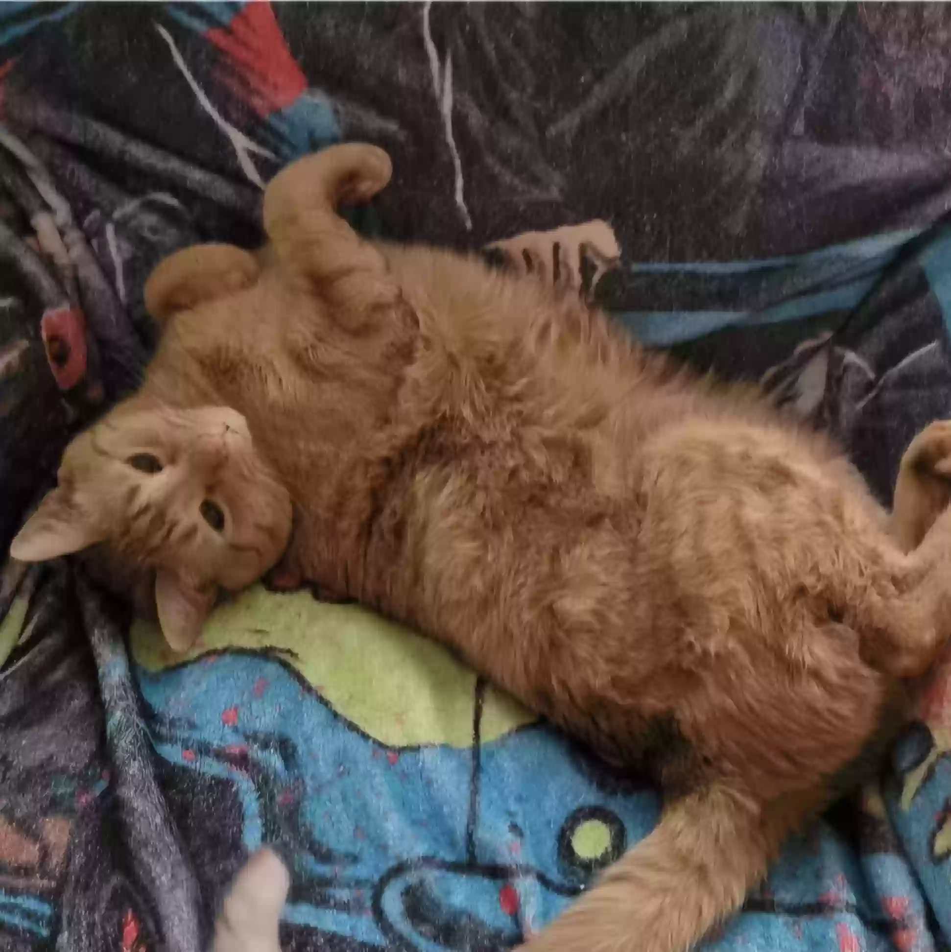 Lost cat in Fort Myers, FL, 33907