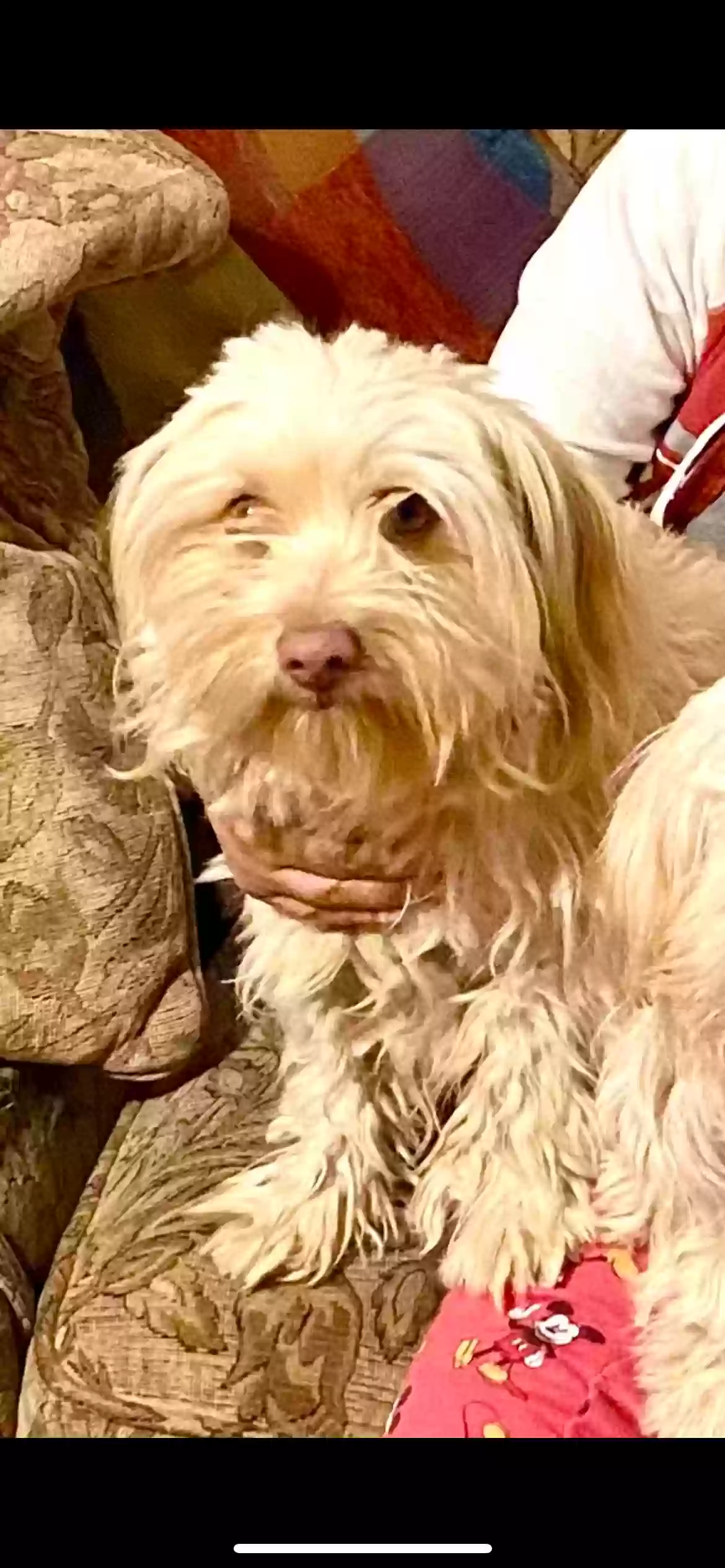 Lost dog in Glendale, AZ, 85301