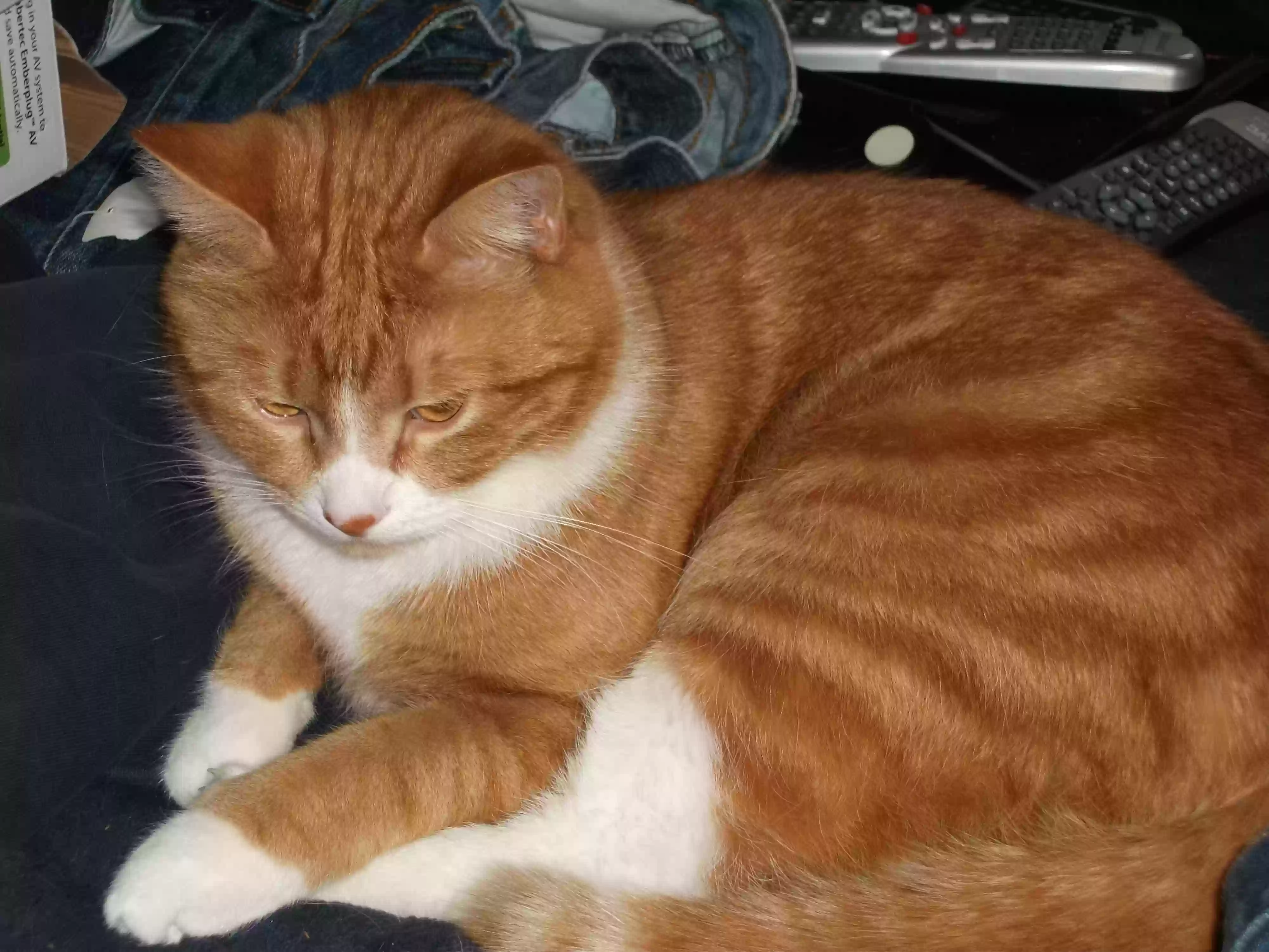 Lost cat in Seattle, WA, 98125