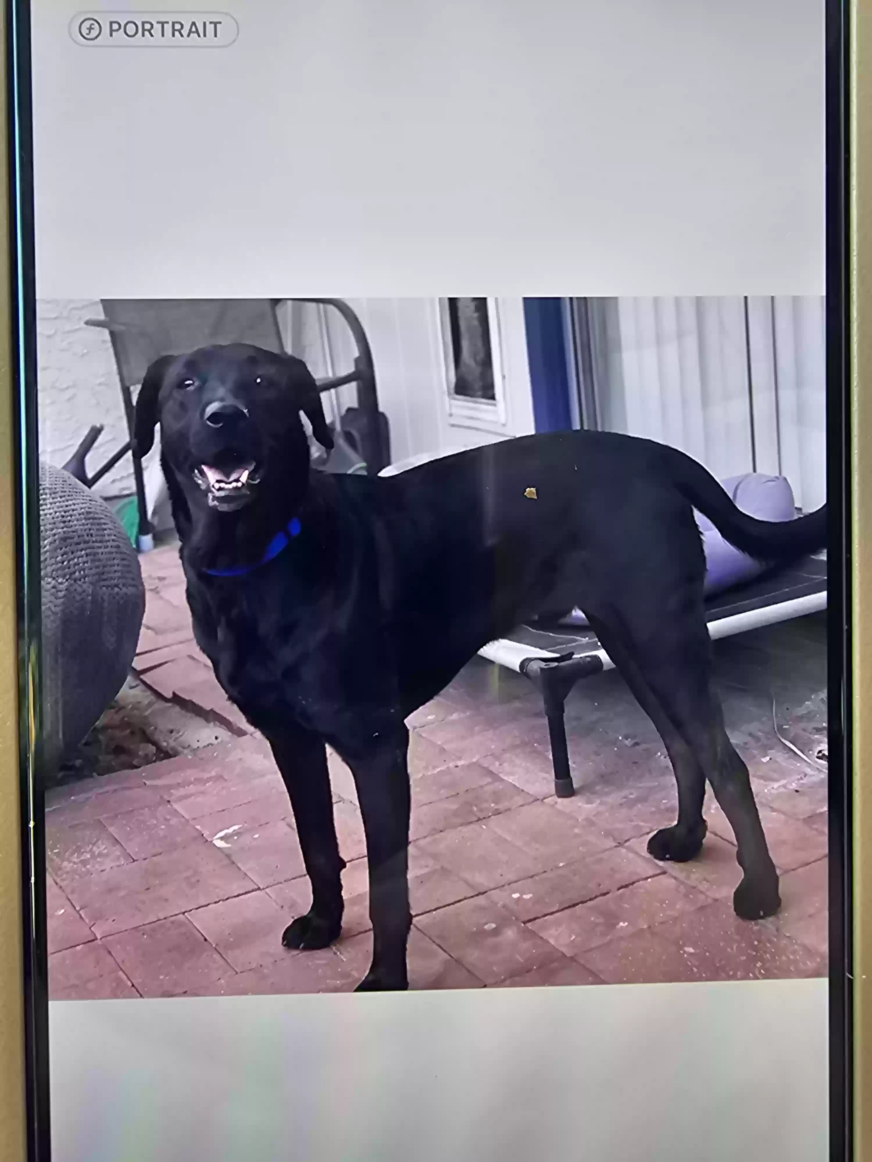 Lost dog in Glendale, AZ, 85302