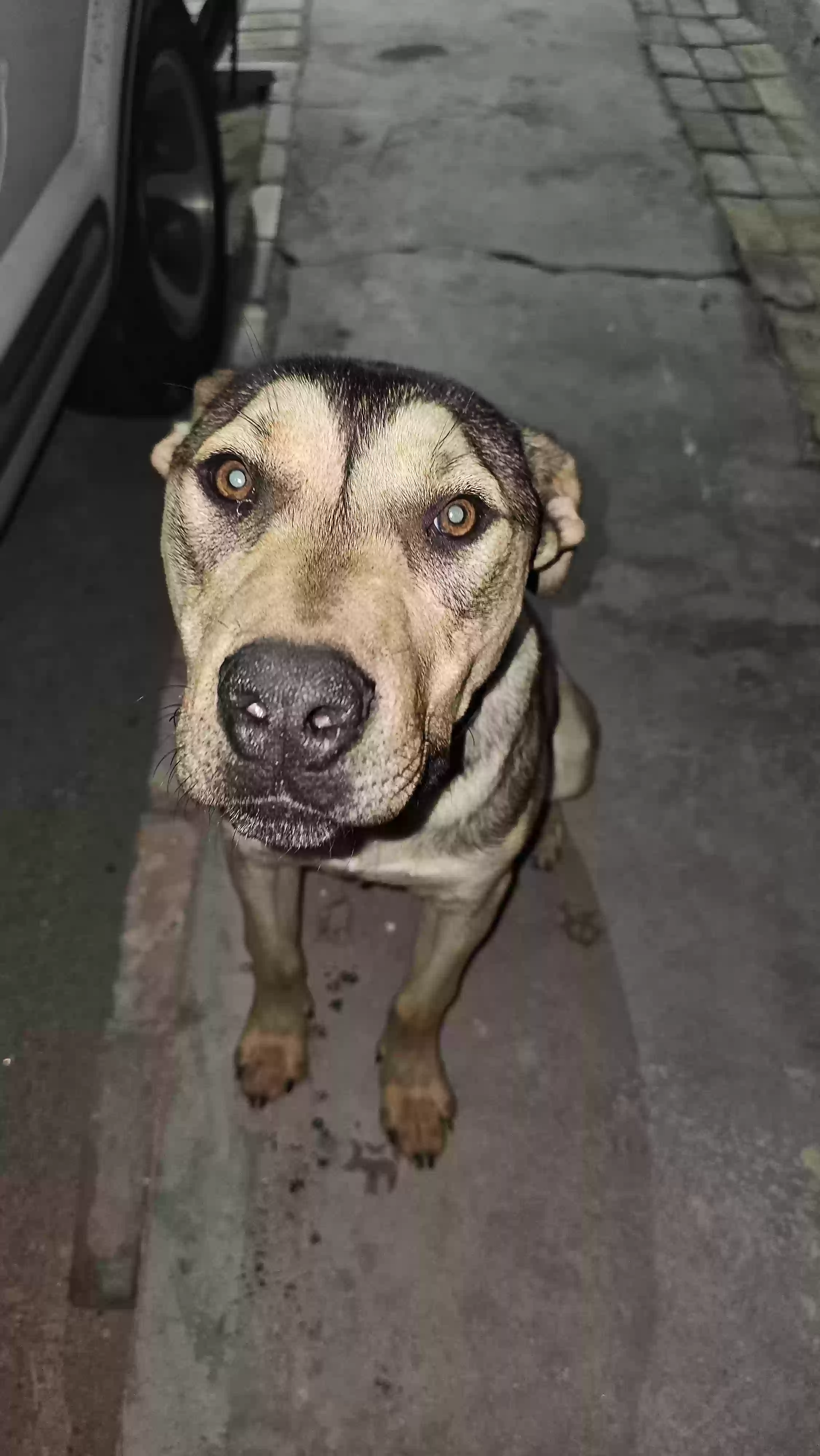 Found dog in Trona, CA, 93562