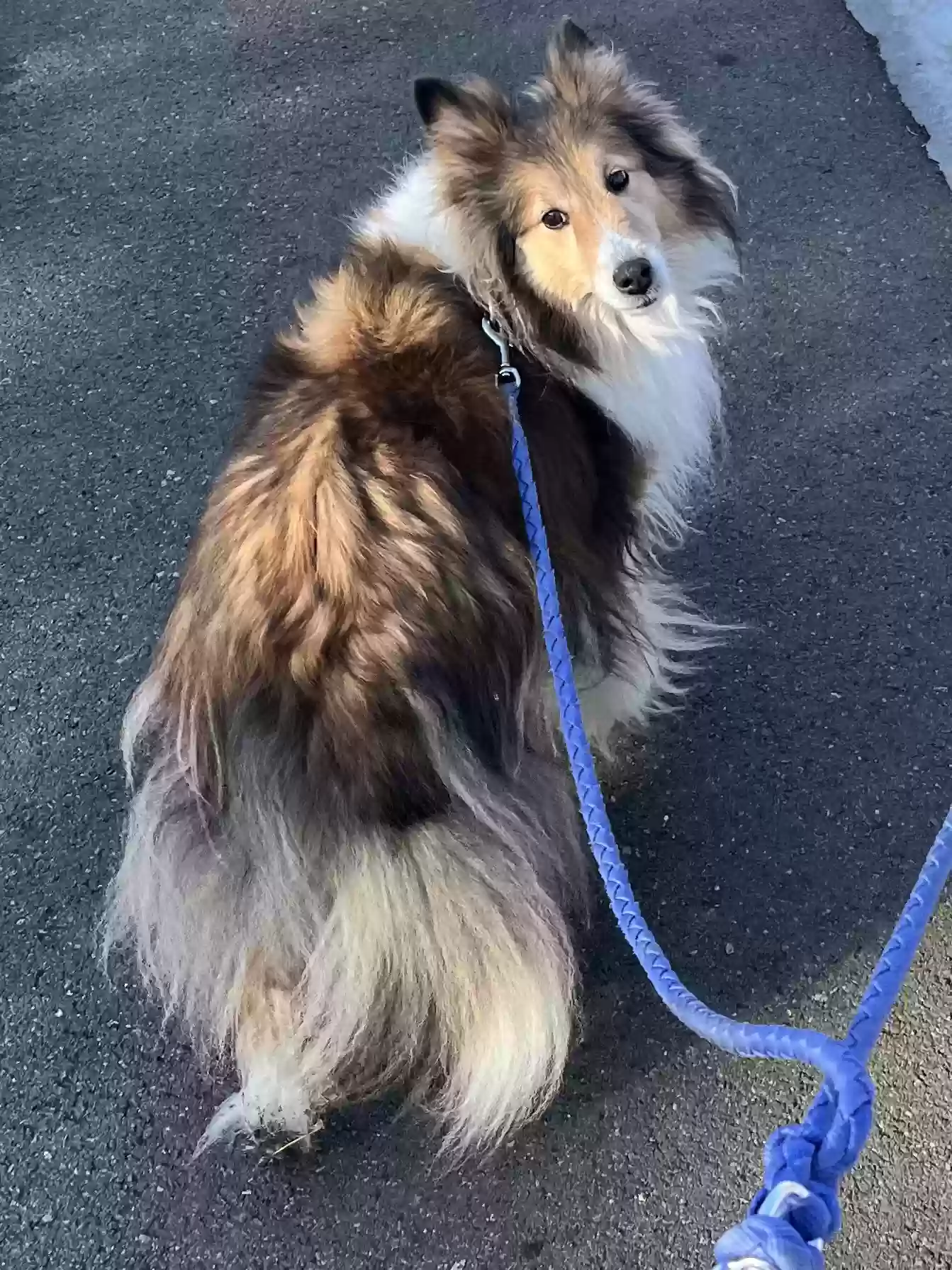 Lost dog in Reading, PA, 19610