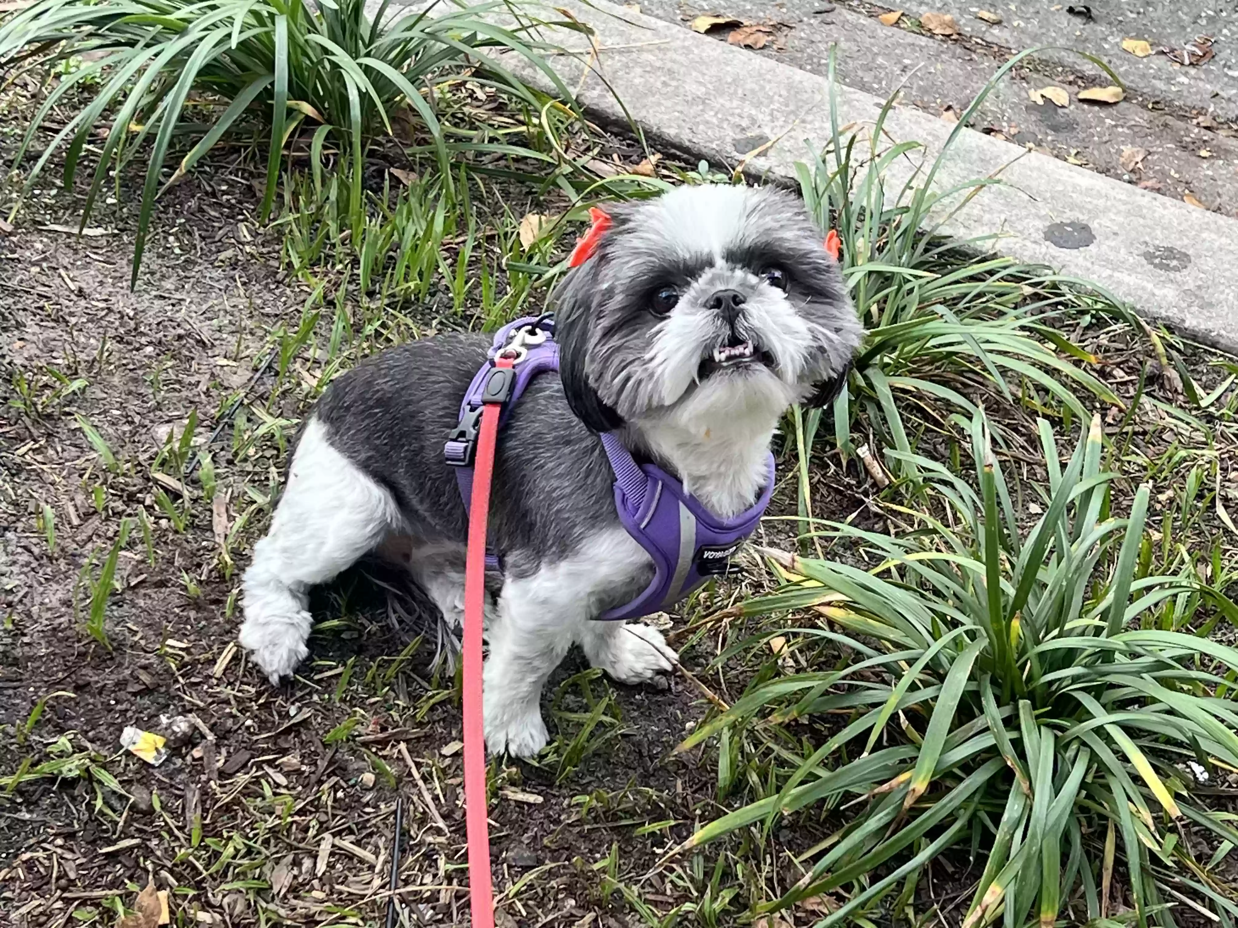 Lost dog in Jacksonville, FL, 32258