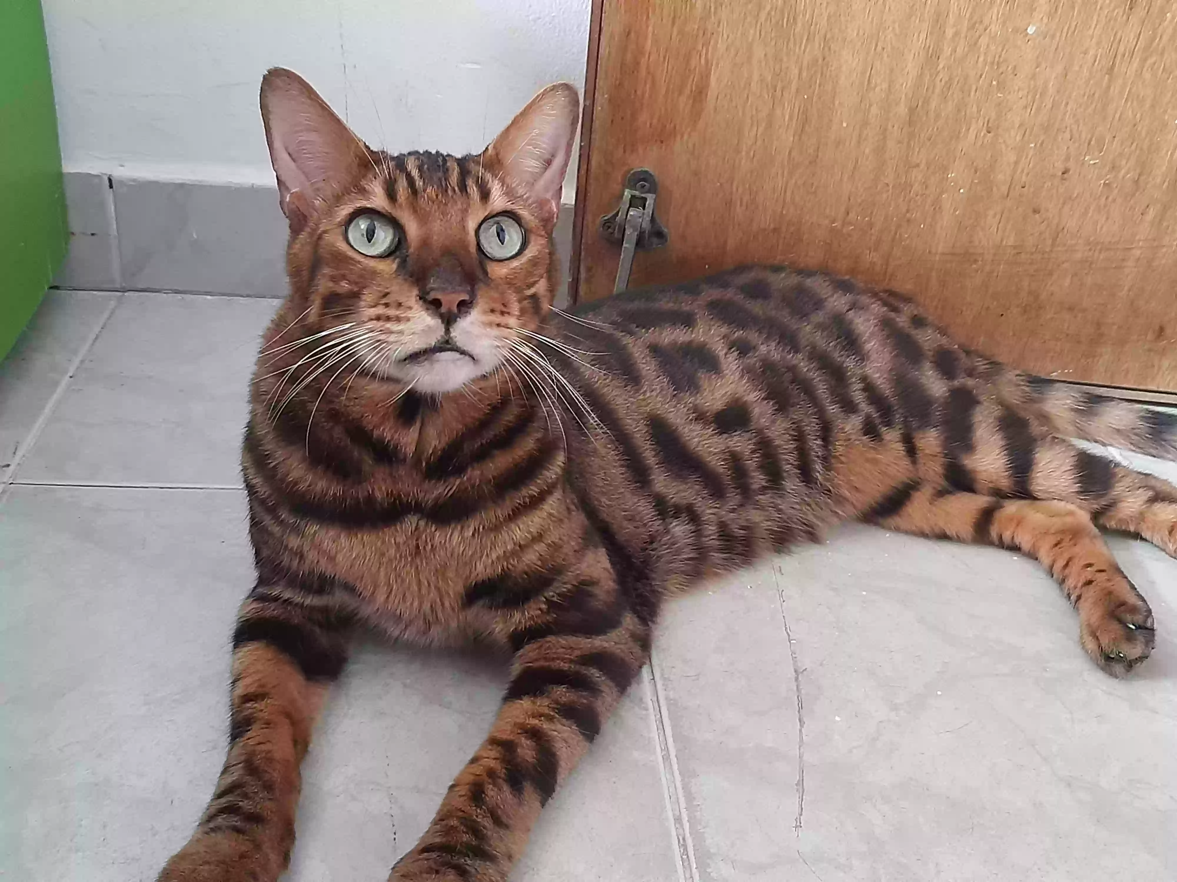 Lost cat in Houston, TX, 77040