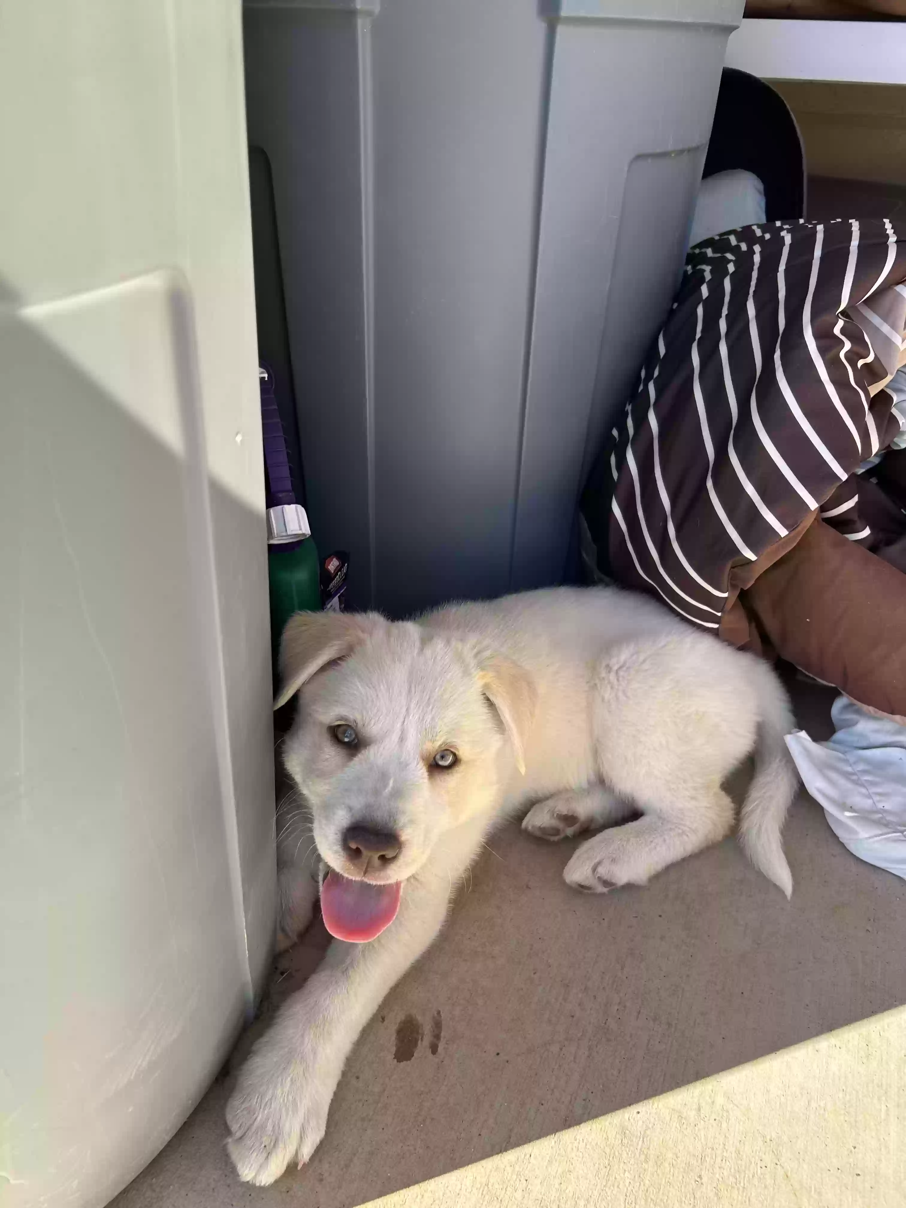 Found dog in Hico, TX, 76457