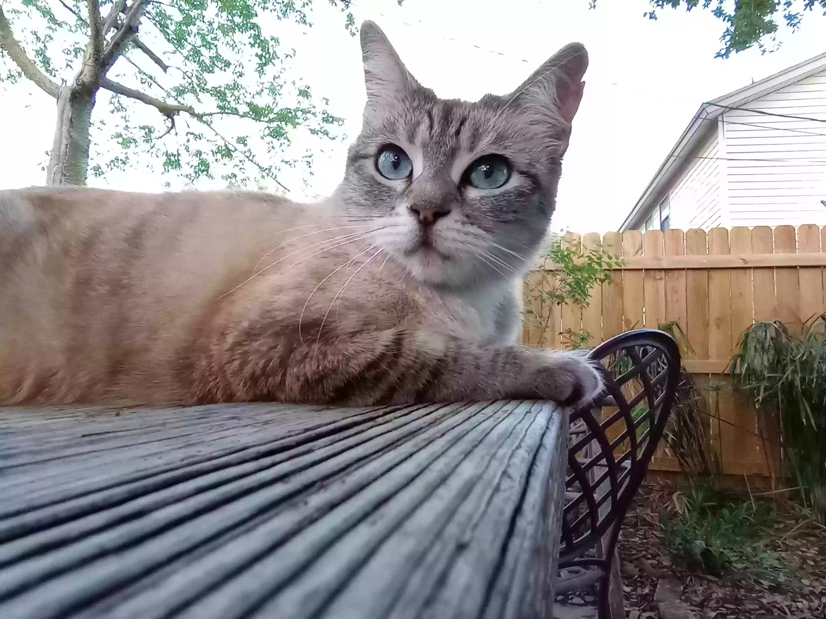 Lost cat in Mcallen, TX, 78504
