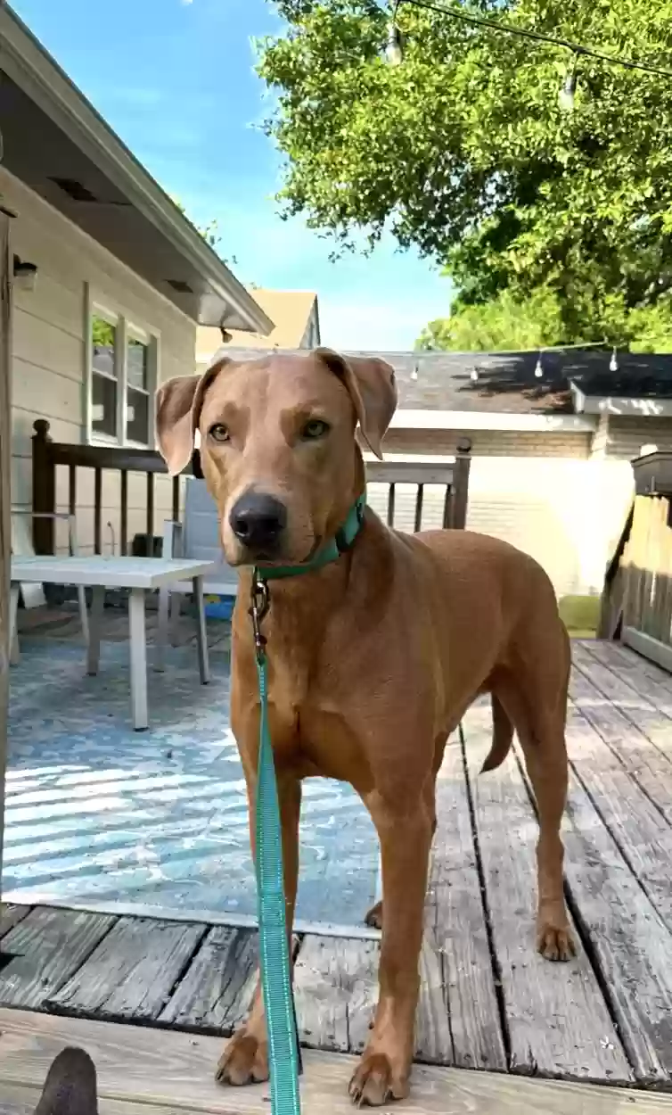 Lost dog in Blue Ridge, GA, 30513