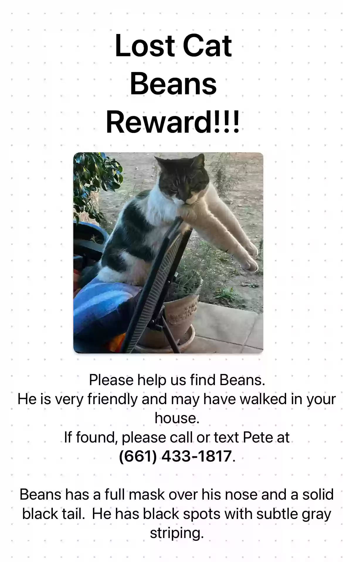 Lost cat in Sylmar, CA, 91342