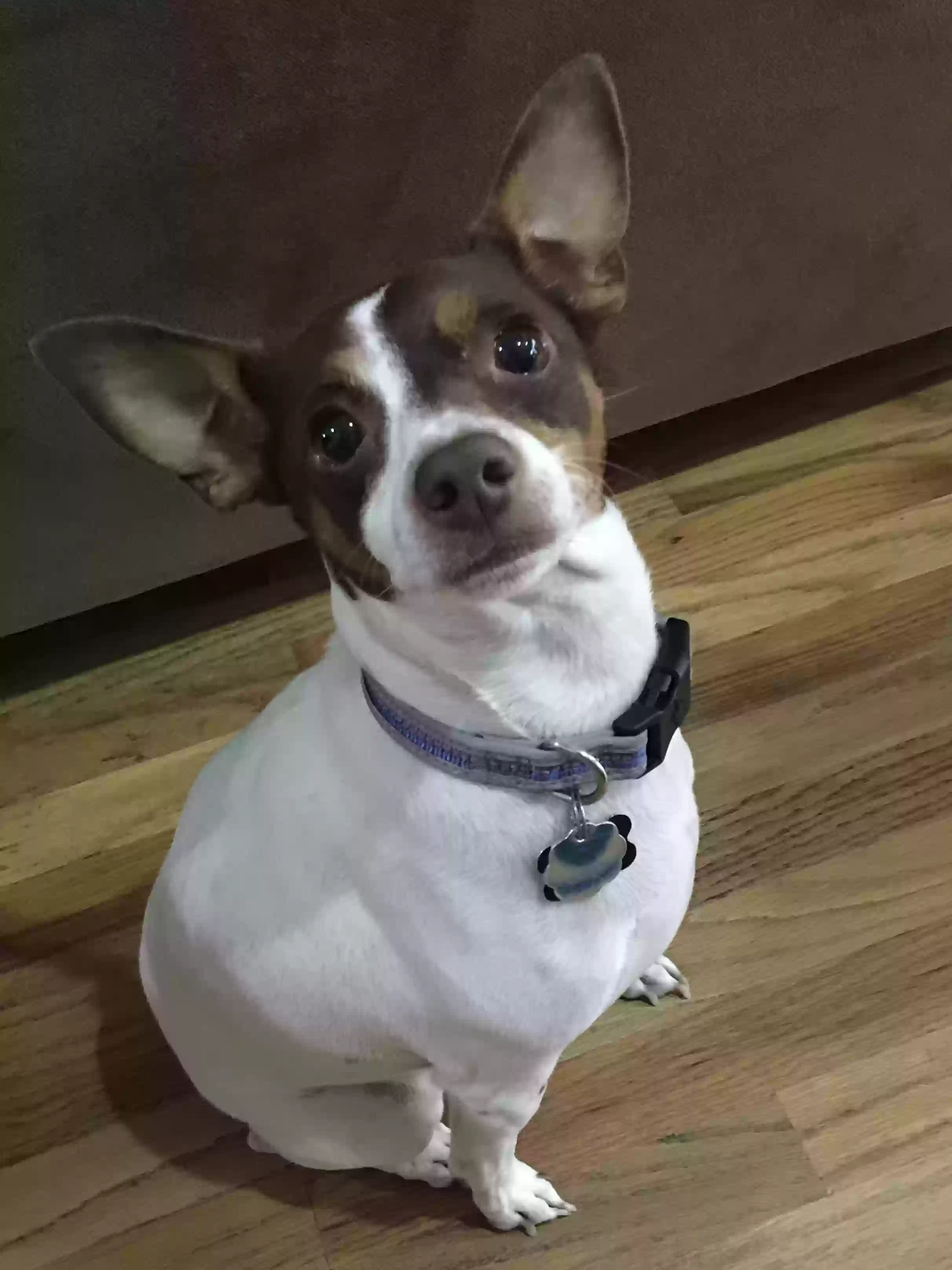 Lost dog in Houston, TX, 77004