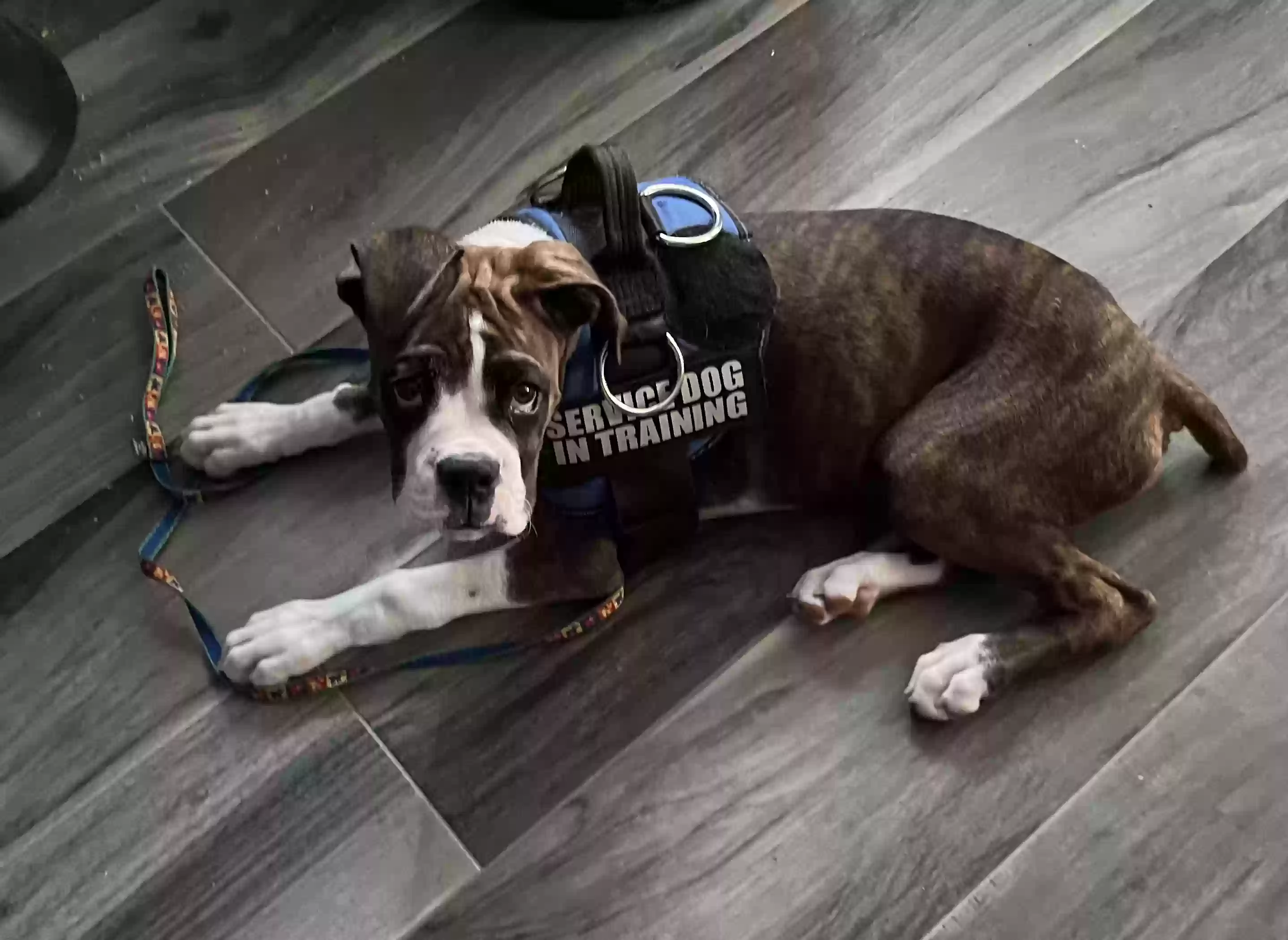 Lost dog in Riverview, FL, 33578