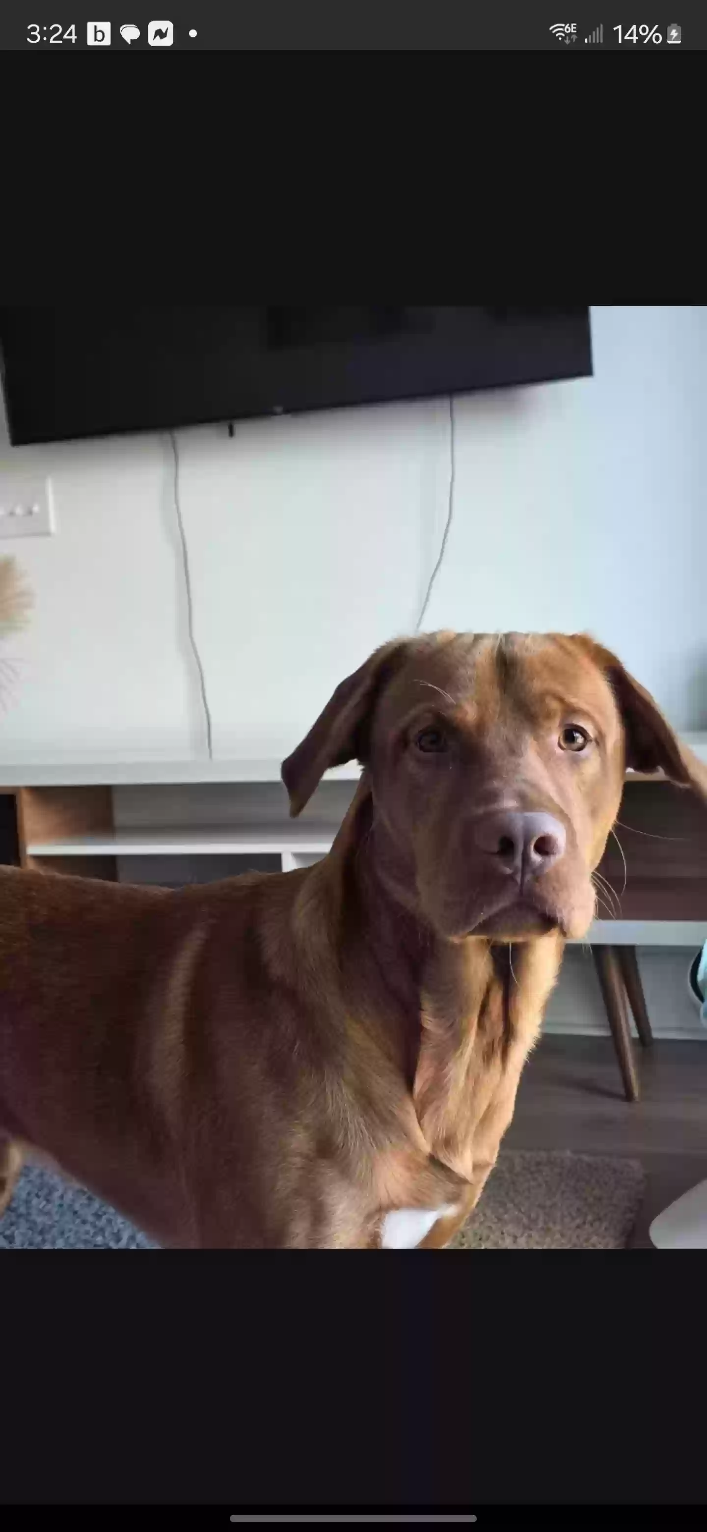 Lost dog in Nashville, TN, 37206