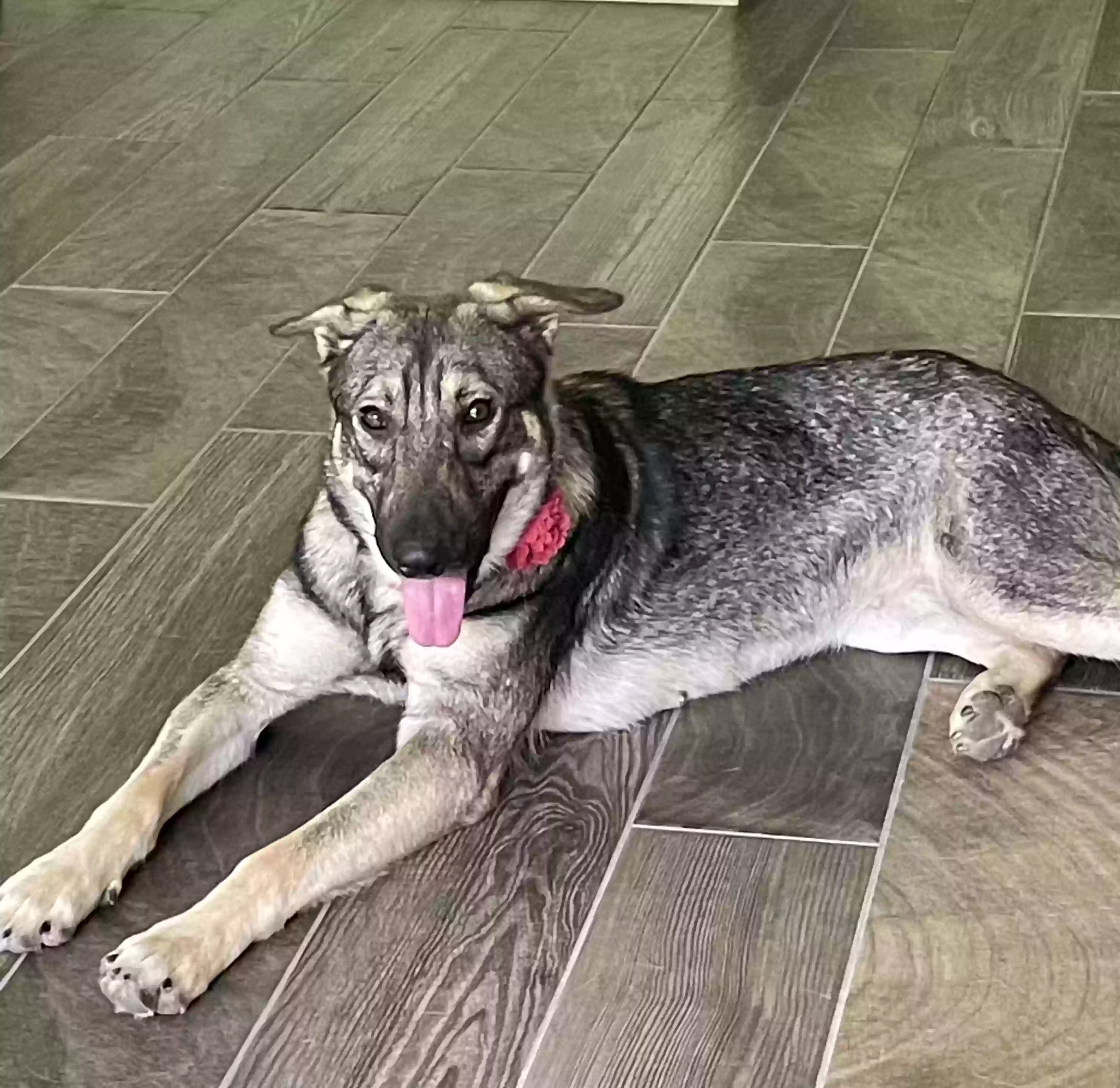 Lost dog in Conroe, TX, 77304