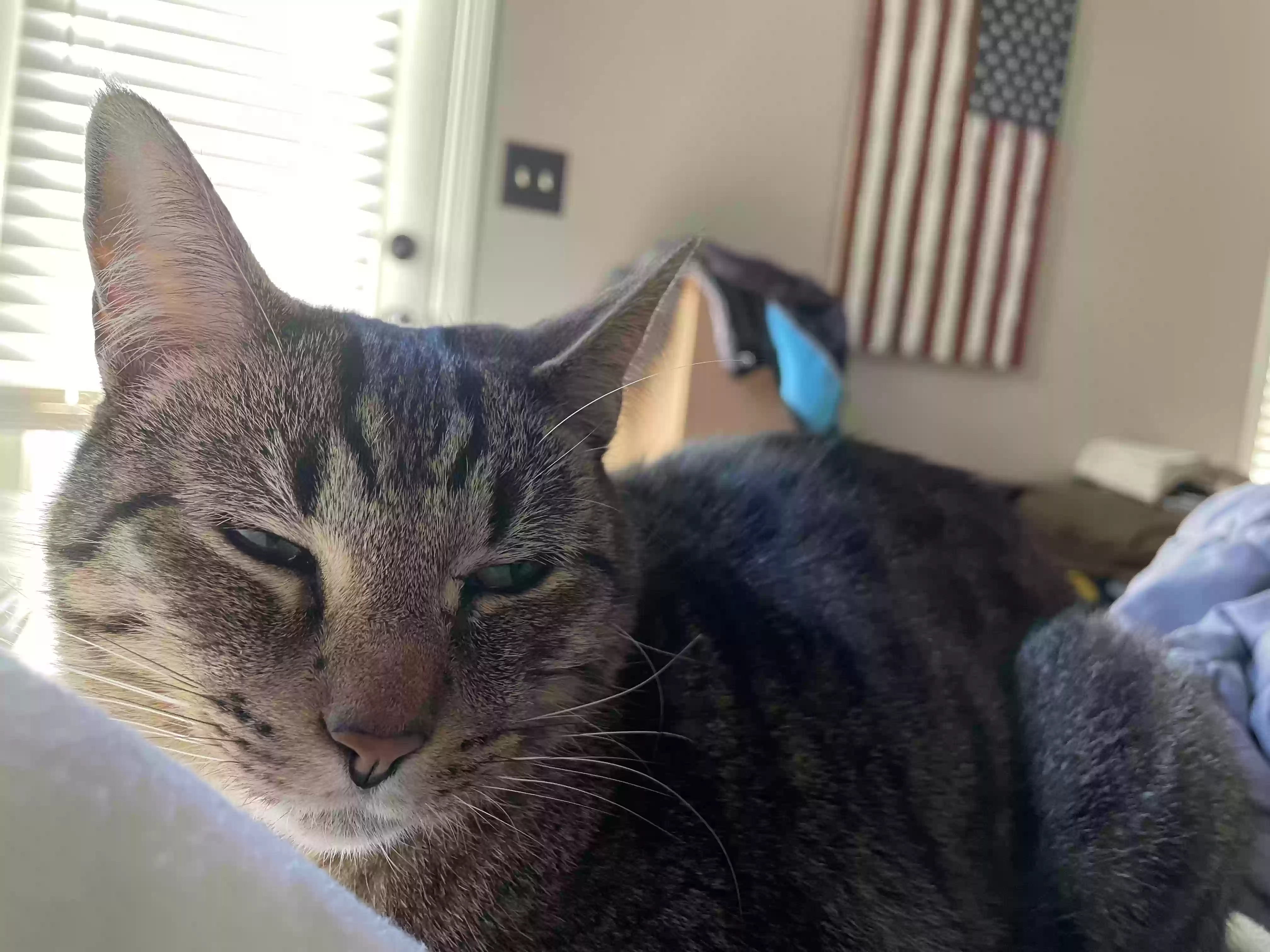 Lost cat in Chesnee, SC, 29323