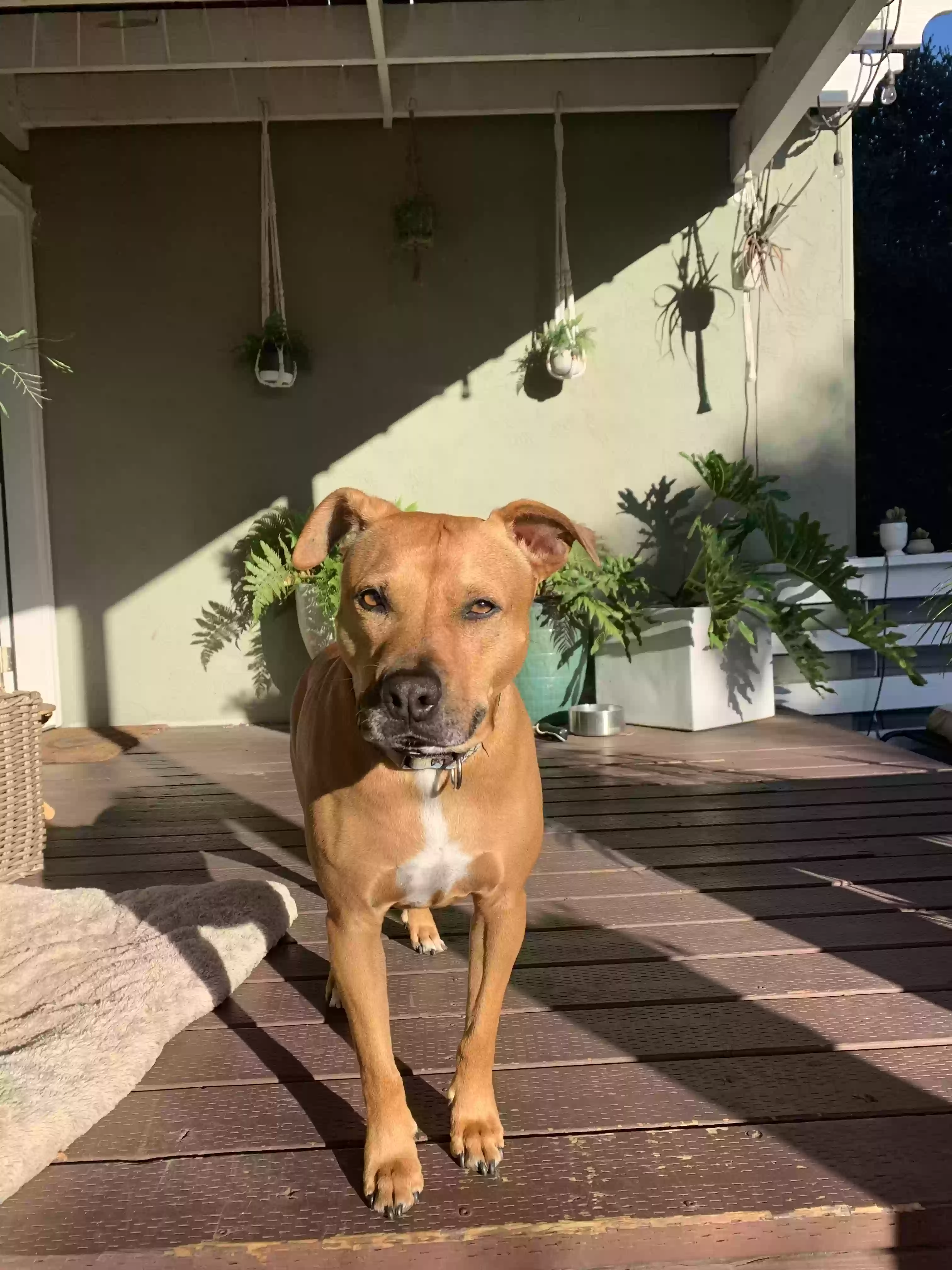 Lost dog in Oakland, CA, 94605