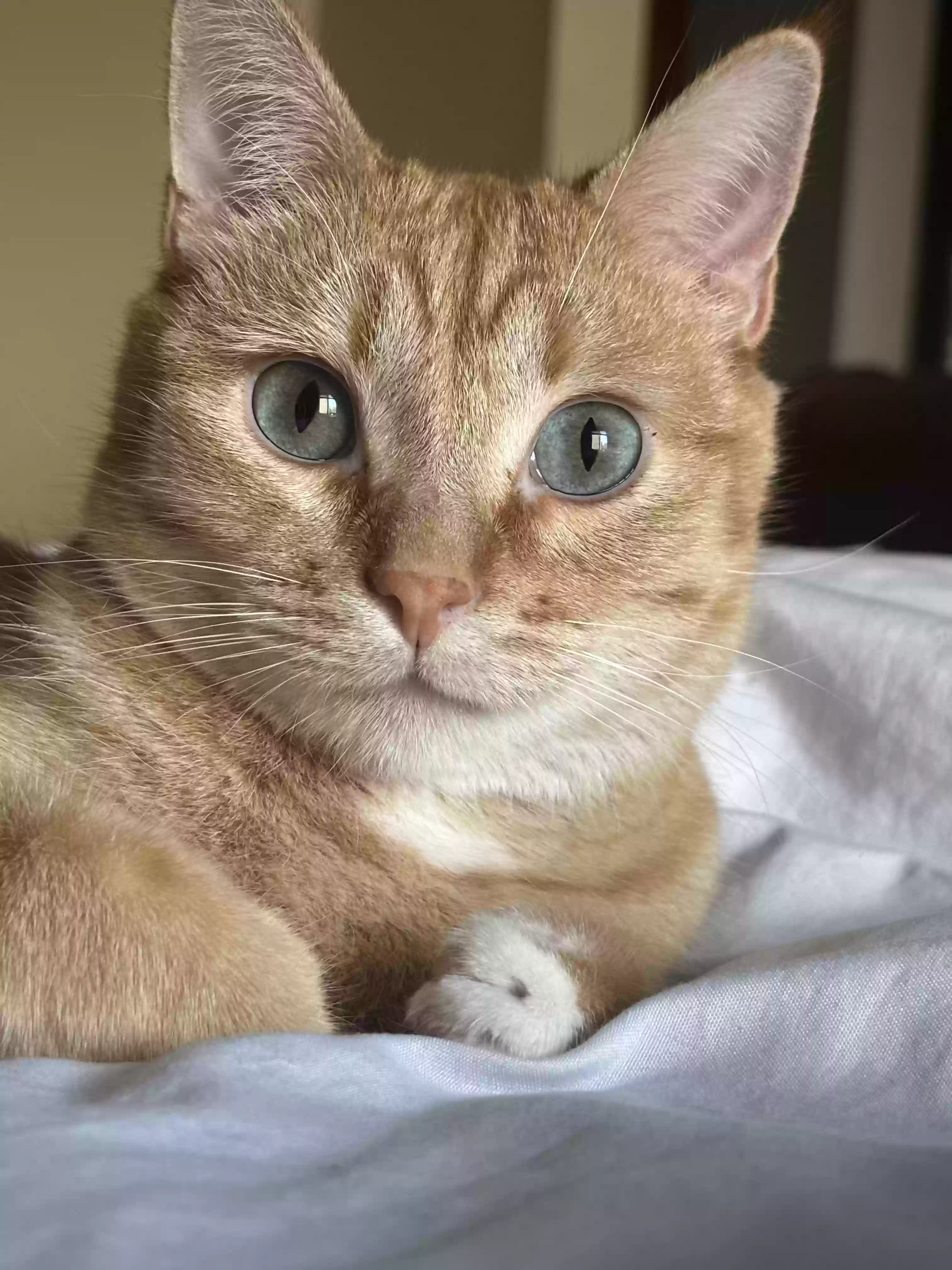 Lost cat in Logan, UT, 84321