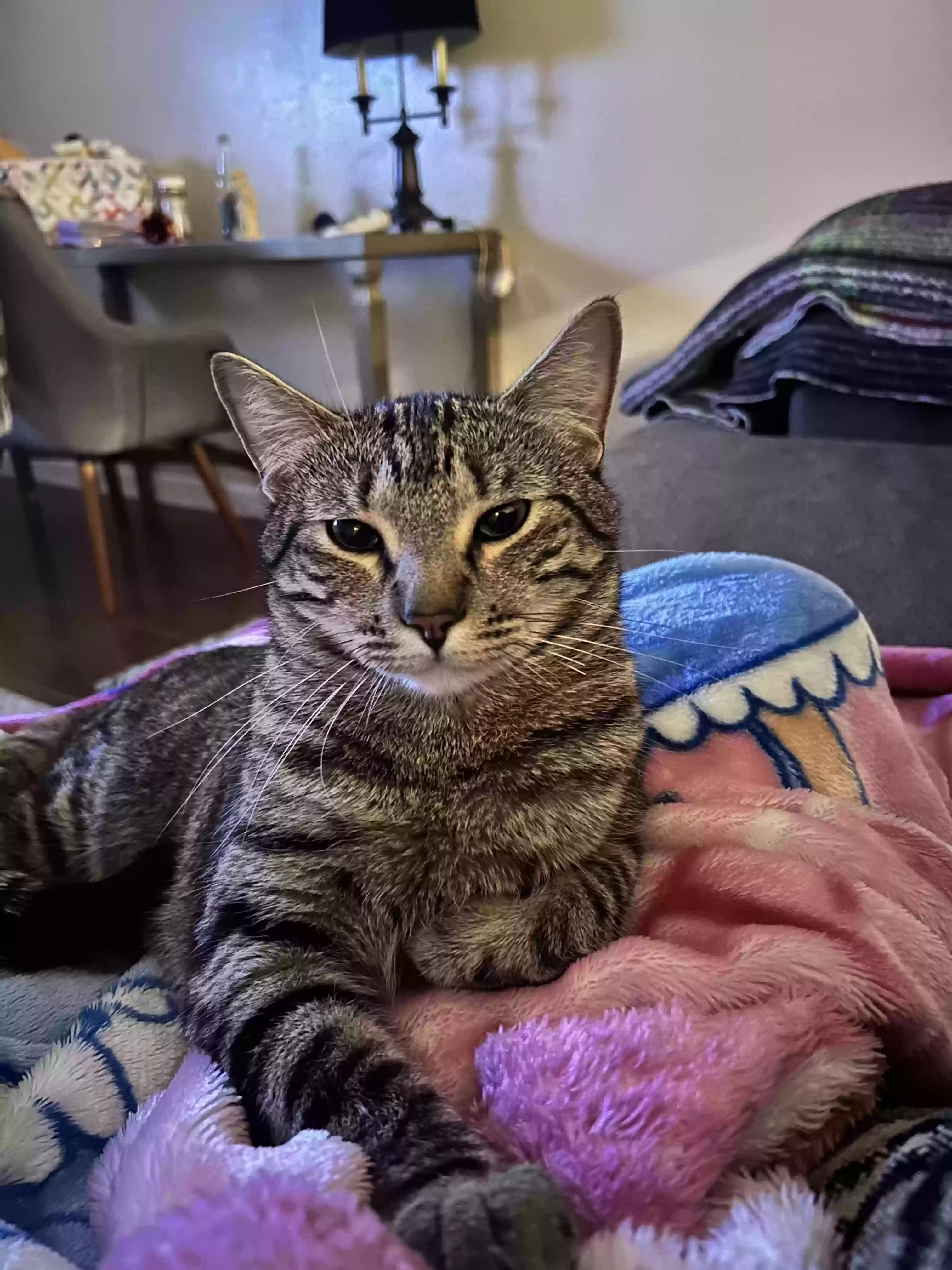 Lost cat in Hutto, TX, 78634