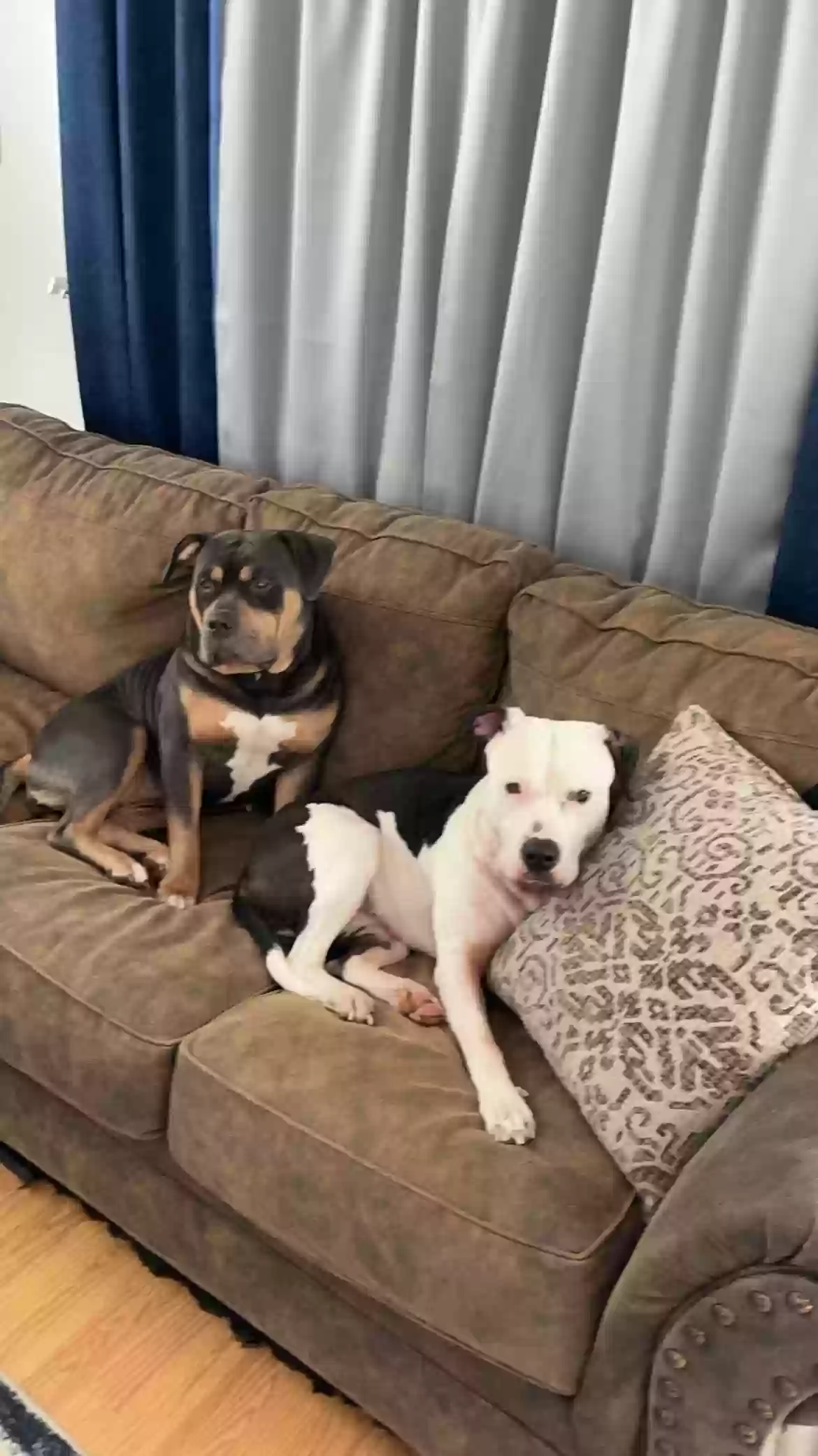 Lost dog in Cheyenne, WY, 82007
