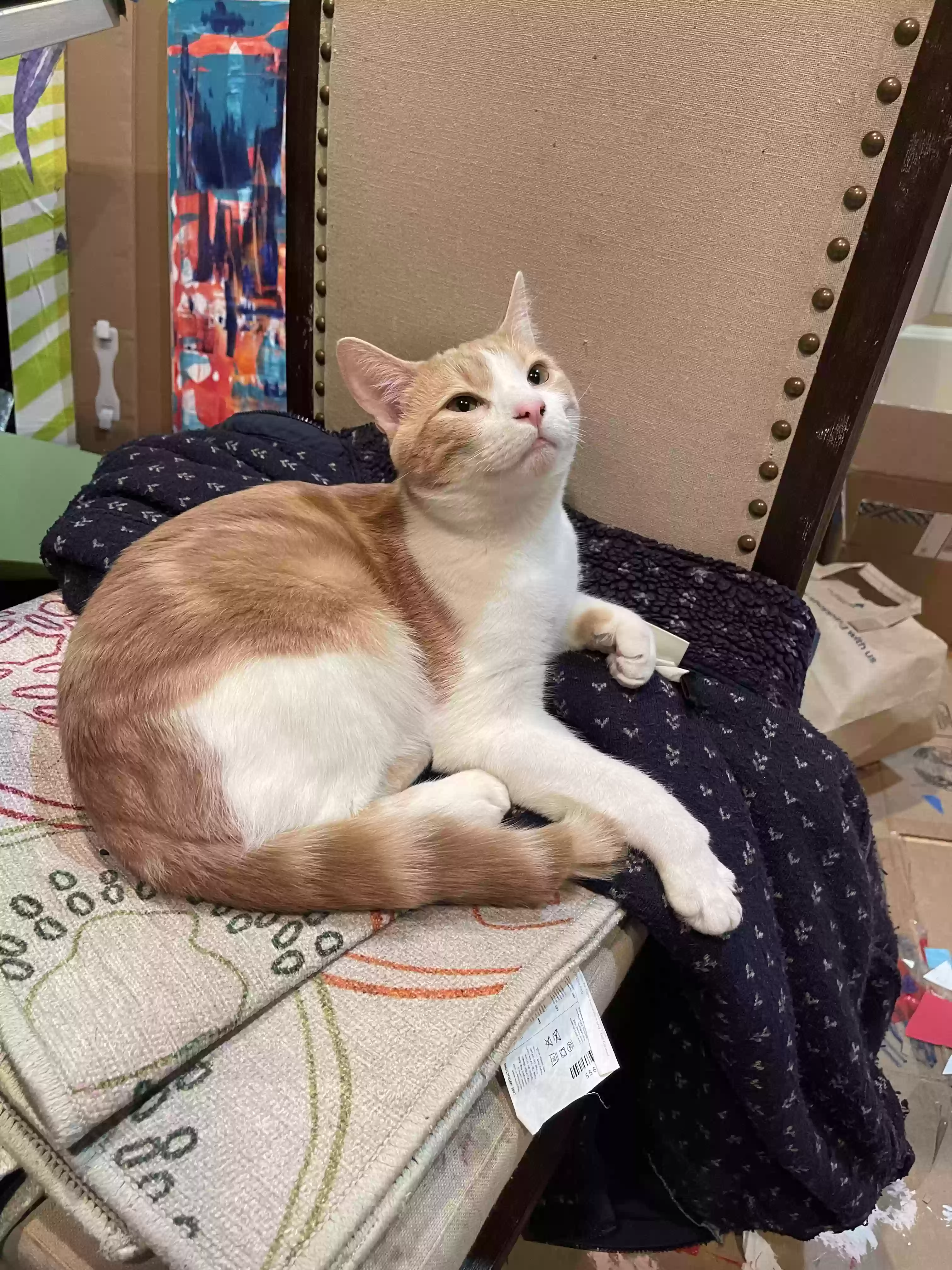 Lost cat in Washougal, WA, 98671