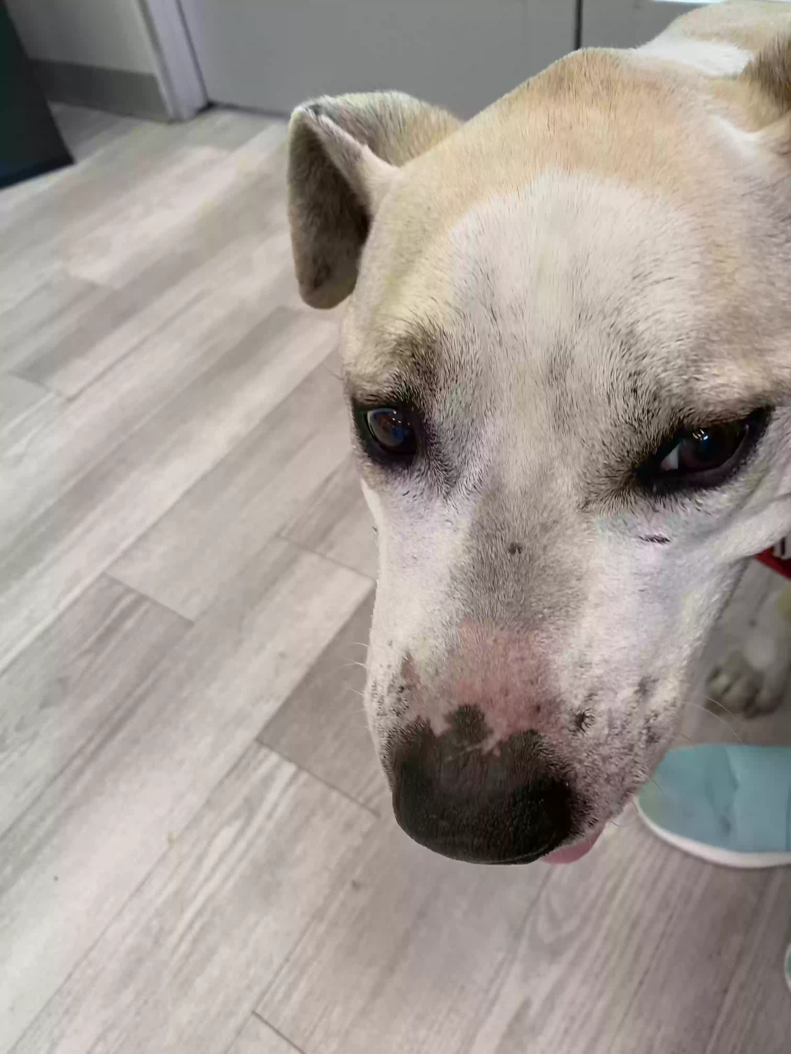 Found dog in Blythewood, SC, 29016