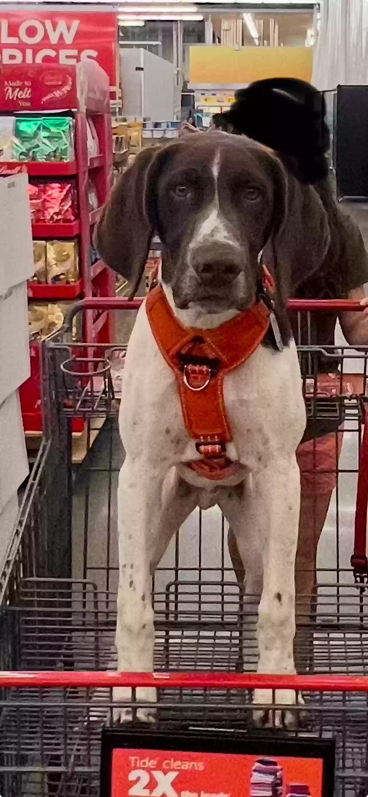 Lost dog in Kyle, TX, 78640
