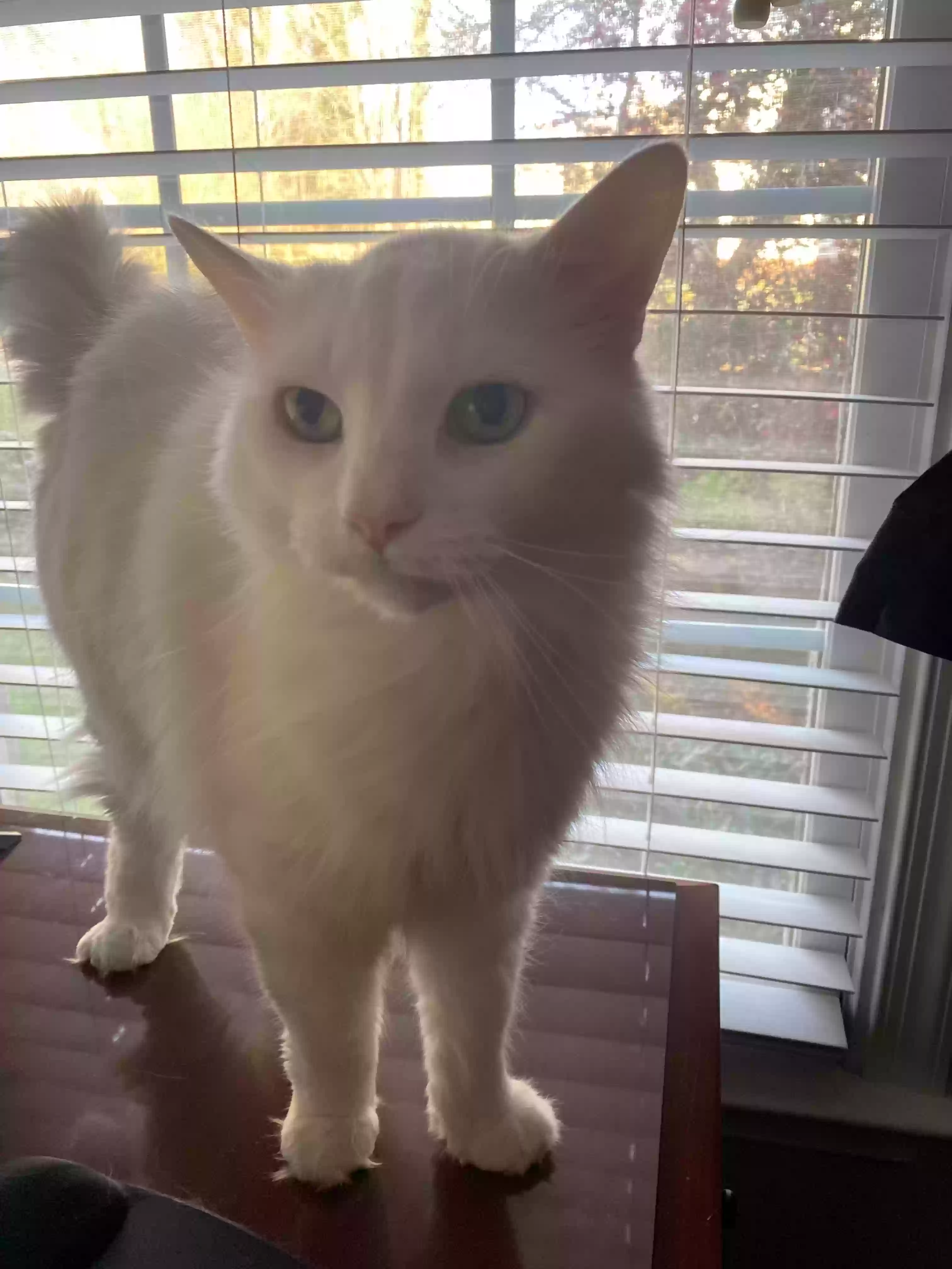 Lost cat in Greensboro, NC, 27410