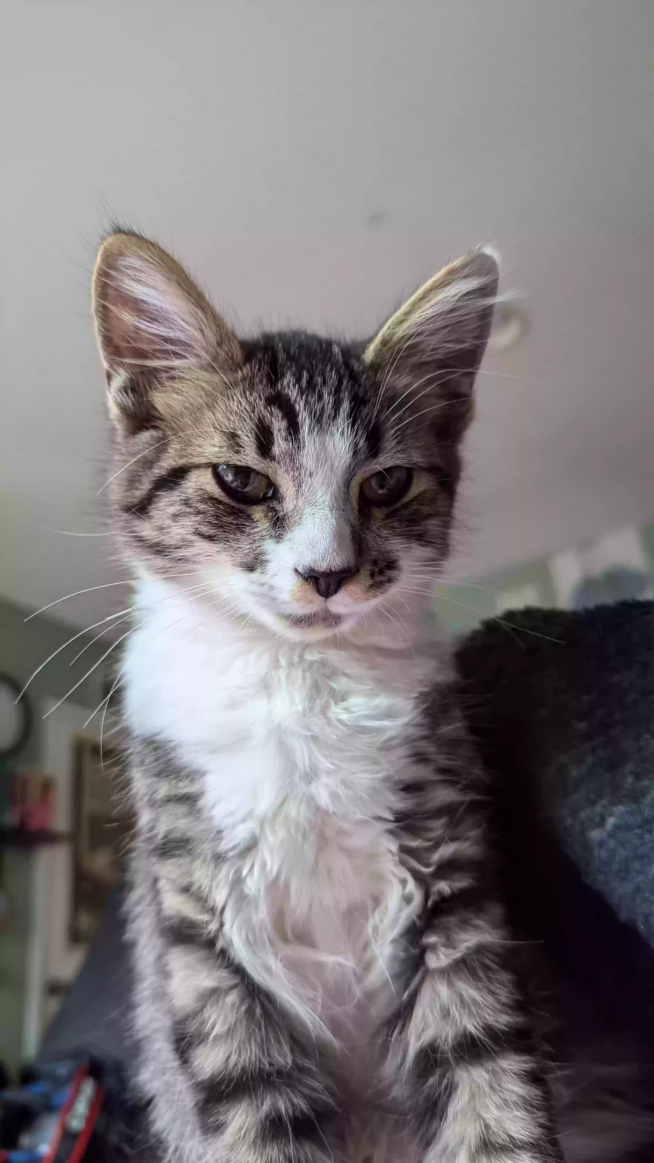 Lost cat in Rowland Heights, CA, 91748