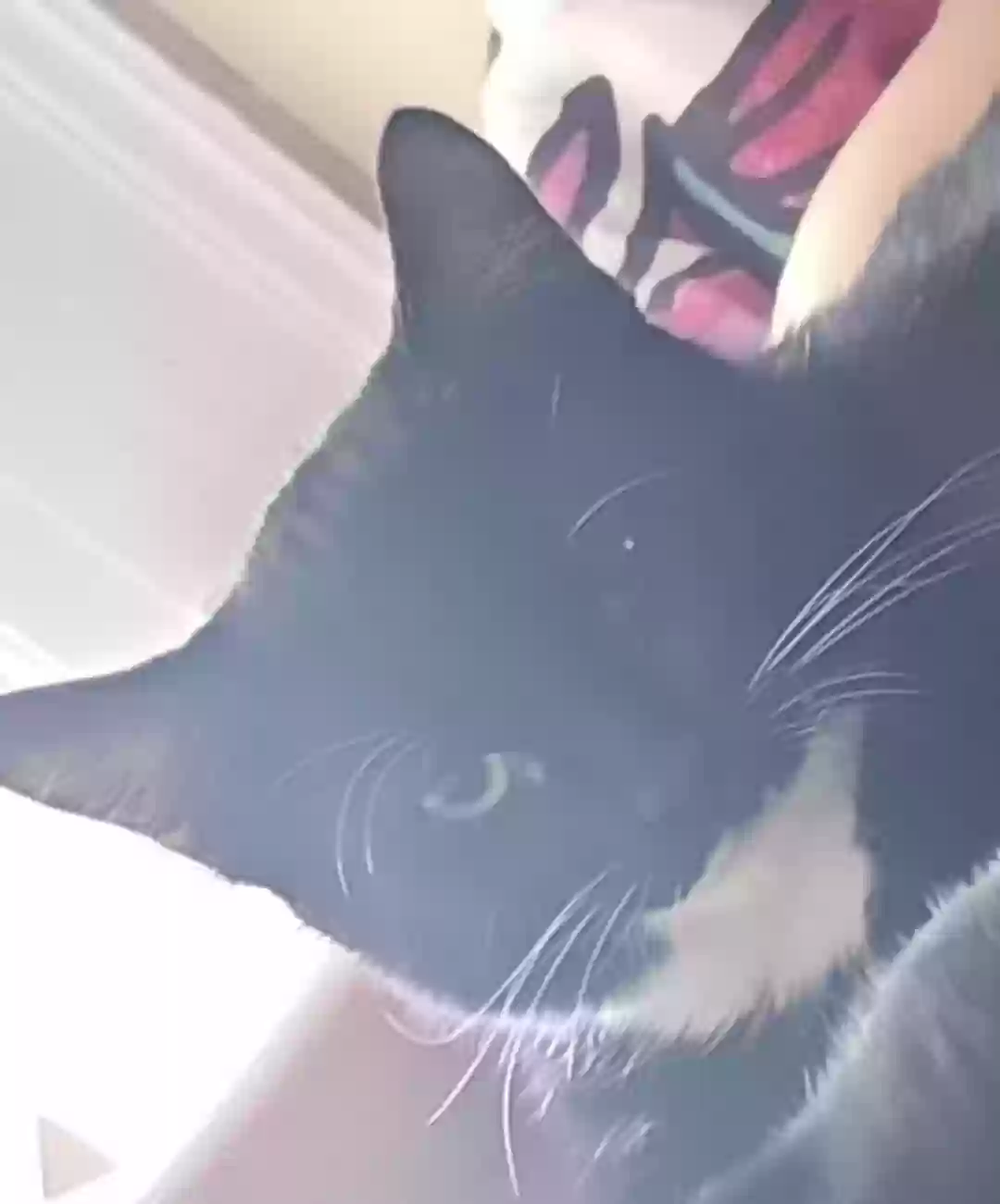 Lost cat in Mastic Beach, NY, 11951