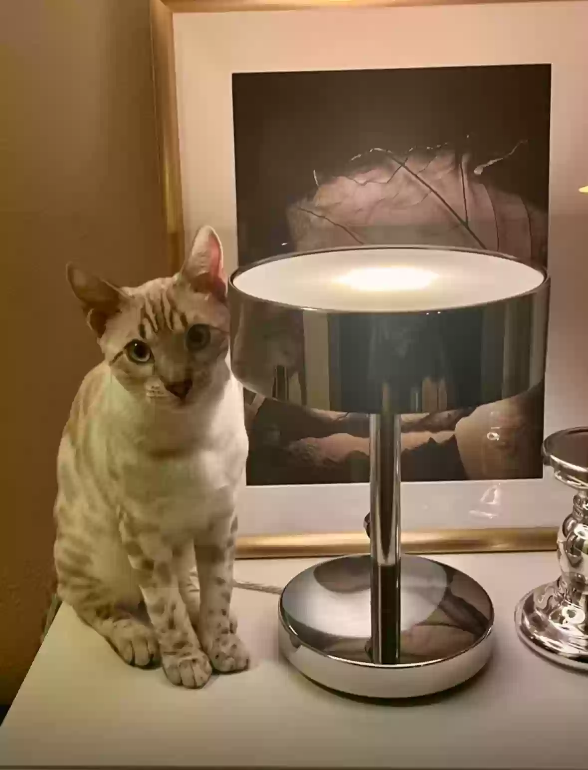 Lost cat in Austin, TX, 78738