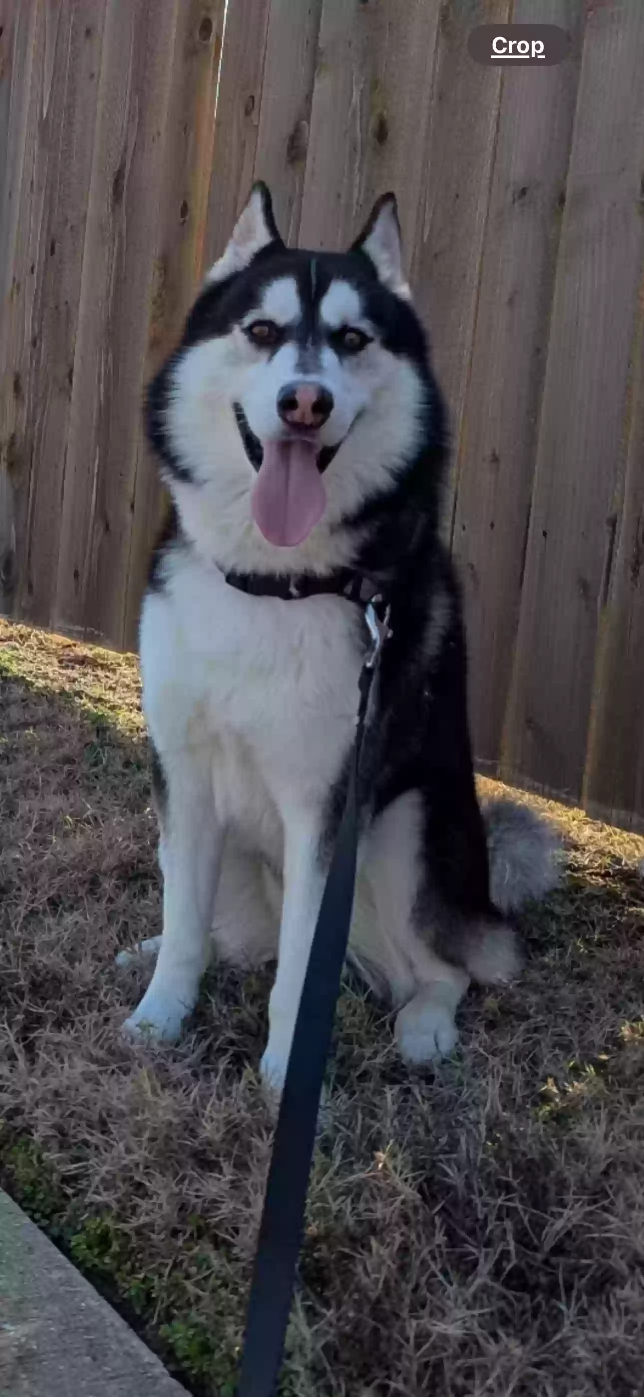 Lost dog in Crowley, TX, 76036