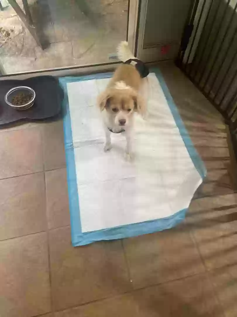 Lost dog in Danville, CA, 94526
