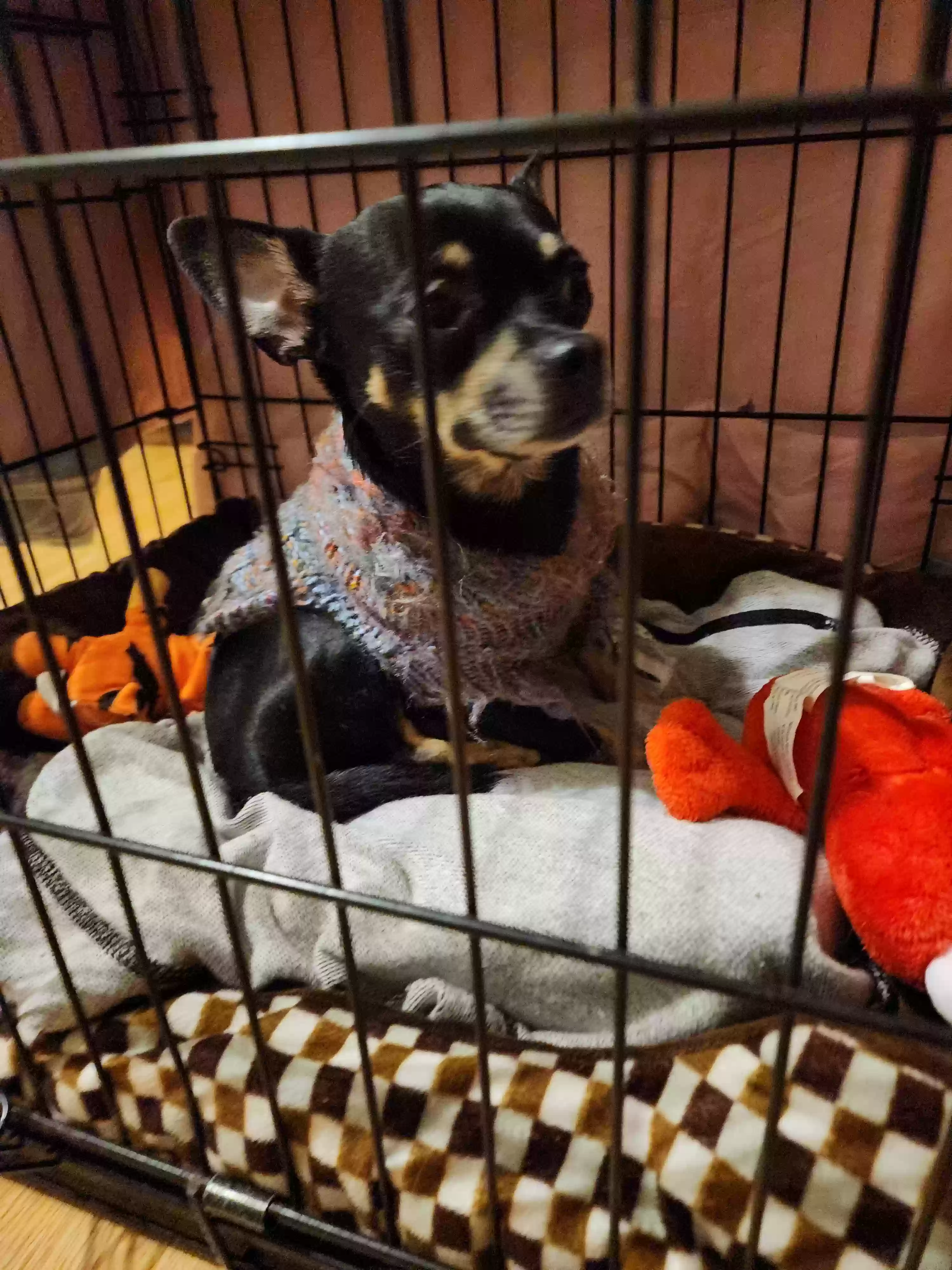 Found dog in Shelbyville, KY, 40065