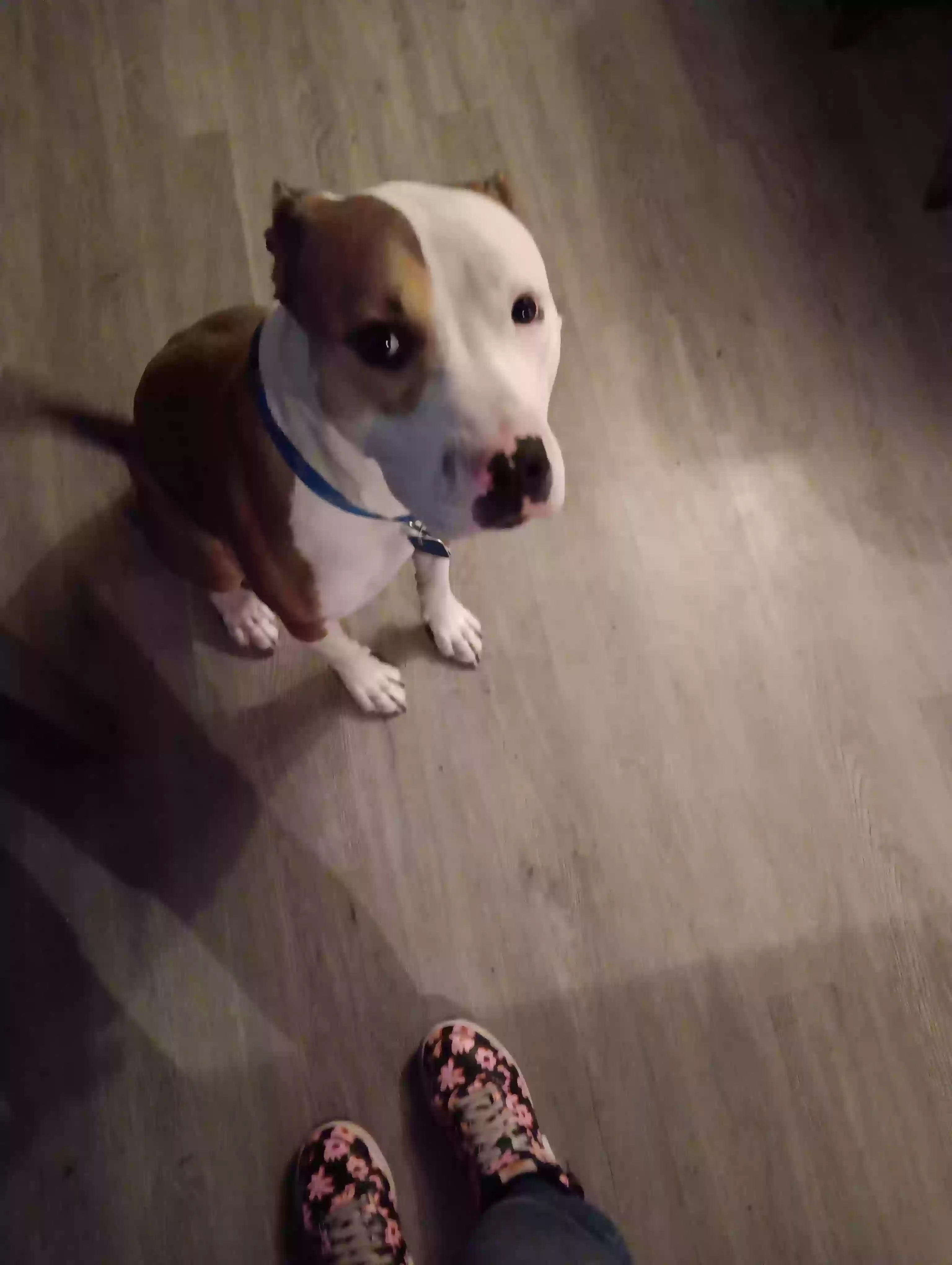 Lost dog in Denver, CO, 80216