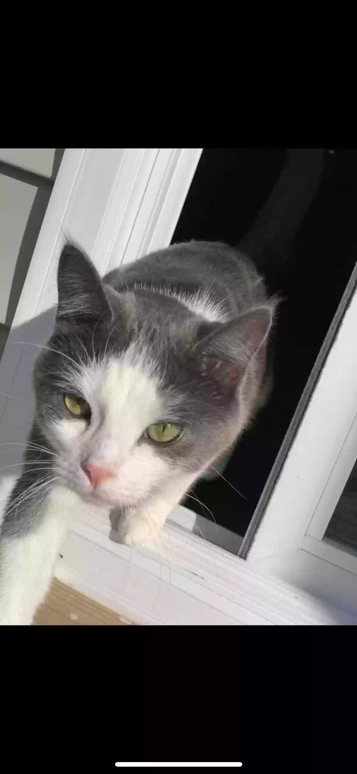 Lost cat in Lewes, DE, 19958