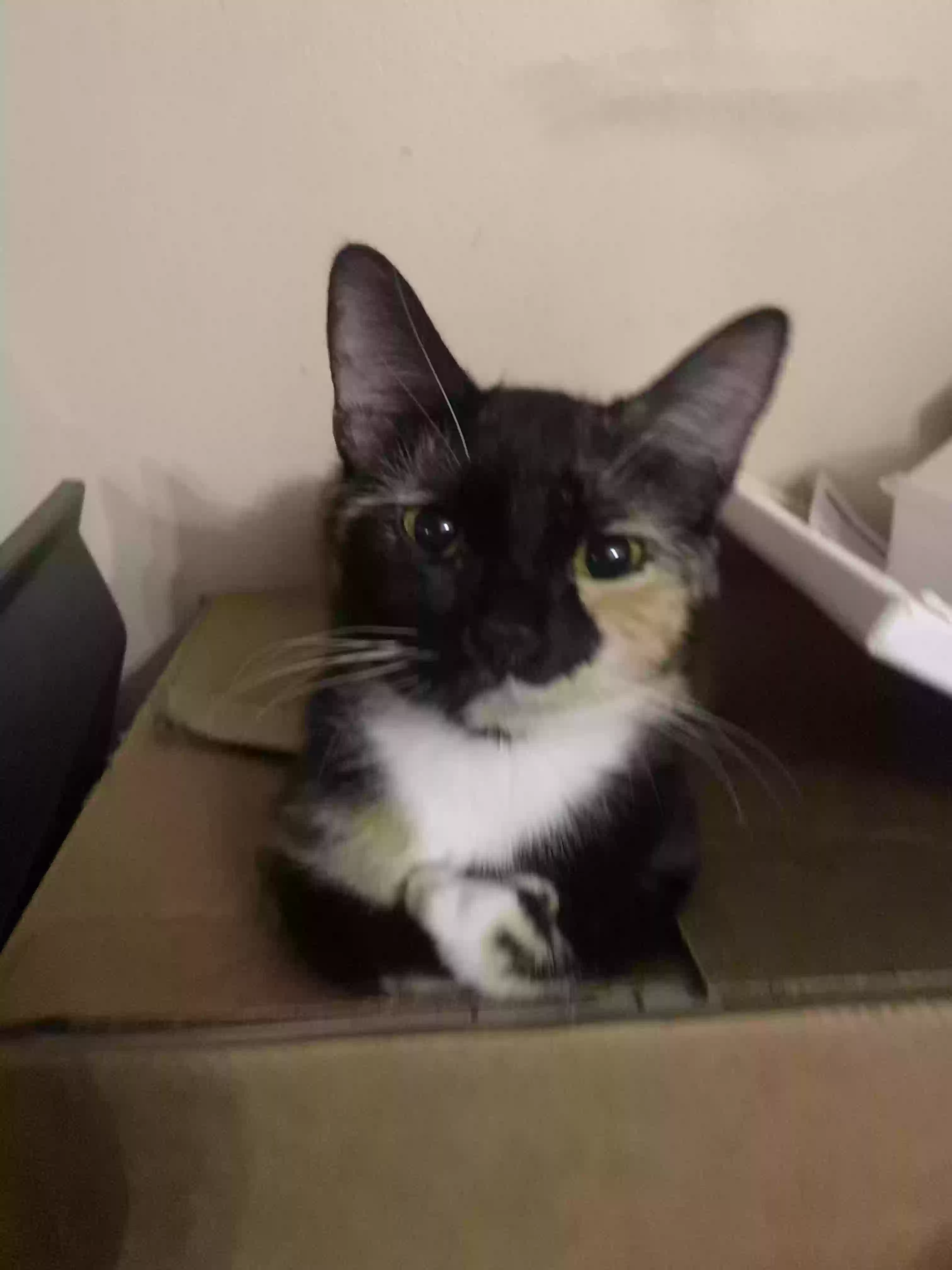Lost cat in Bellevue, NE, 68123