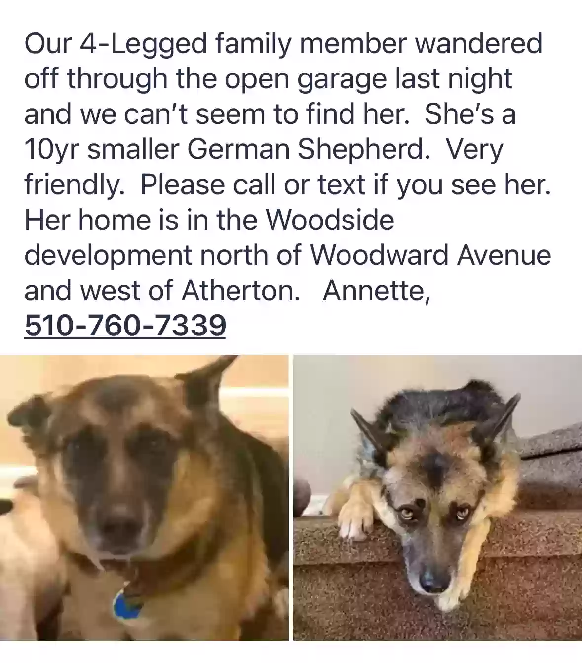 Lost dog in Manteca, CA, 95337