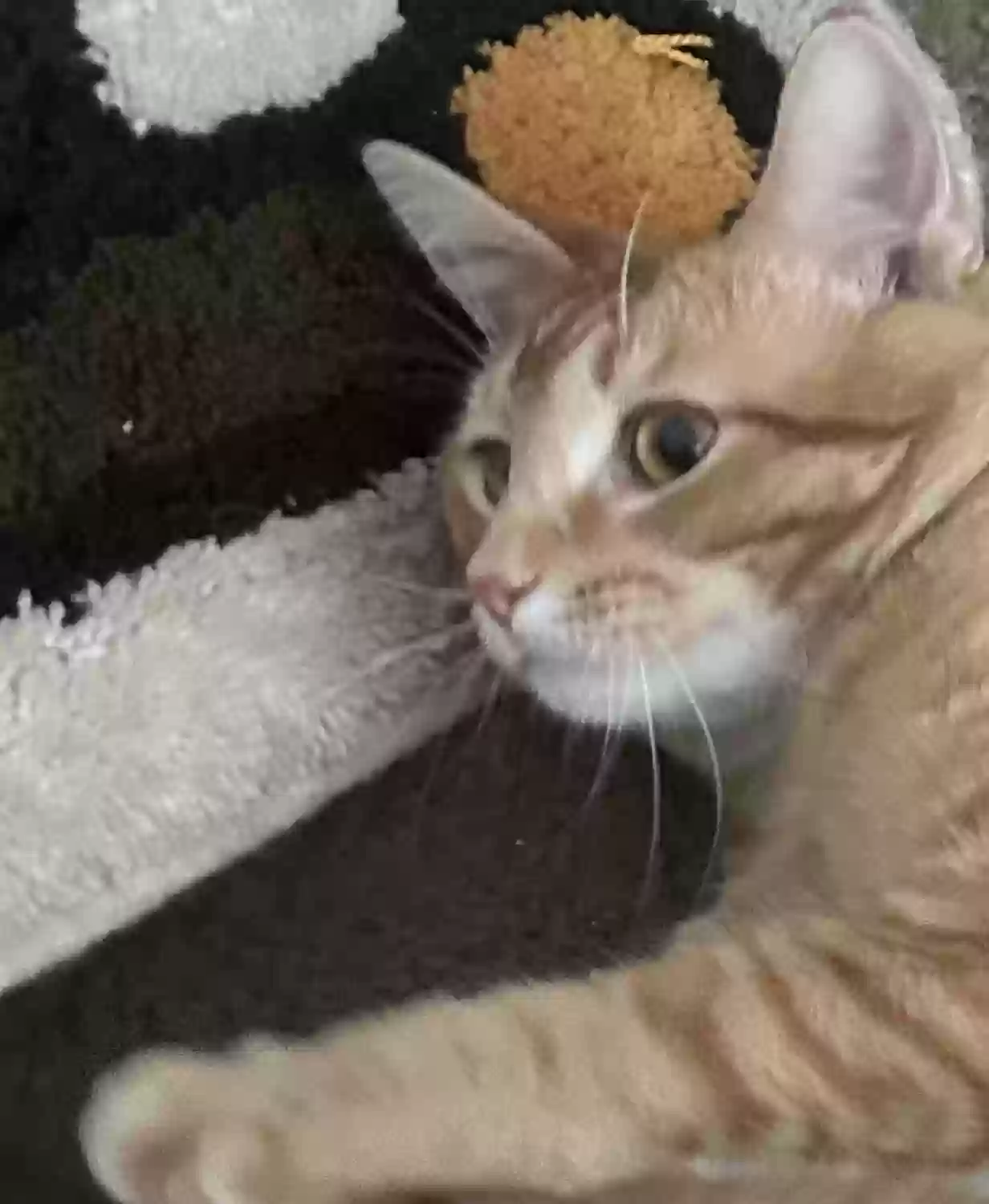 Lost cat in Las Vegas, NV, 89166