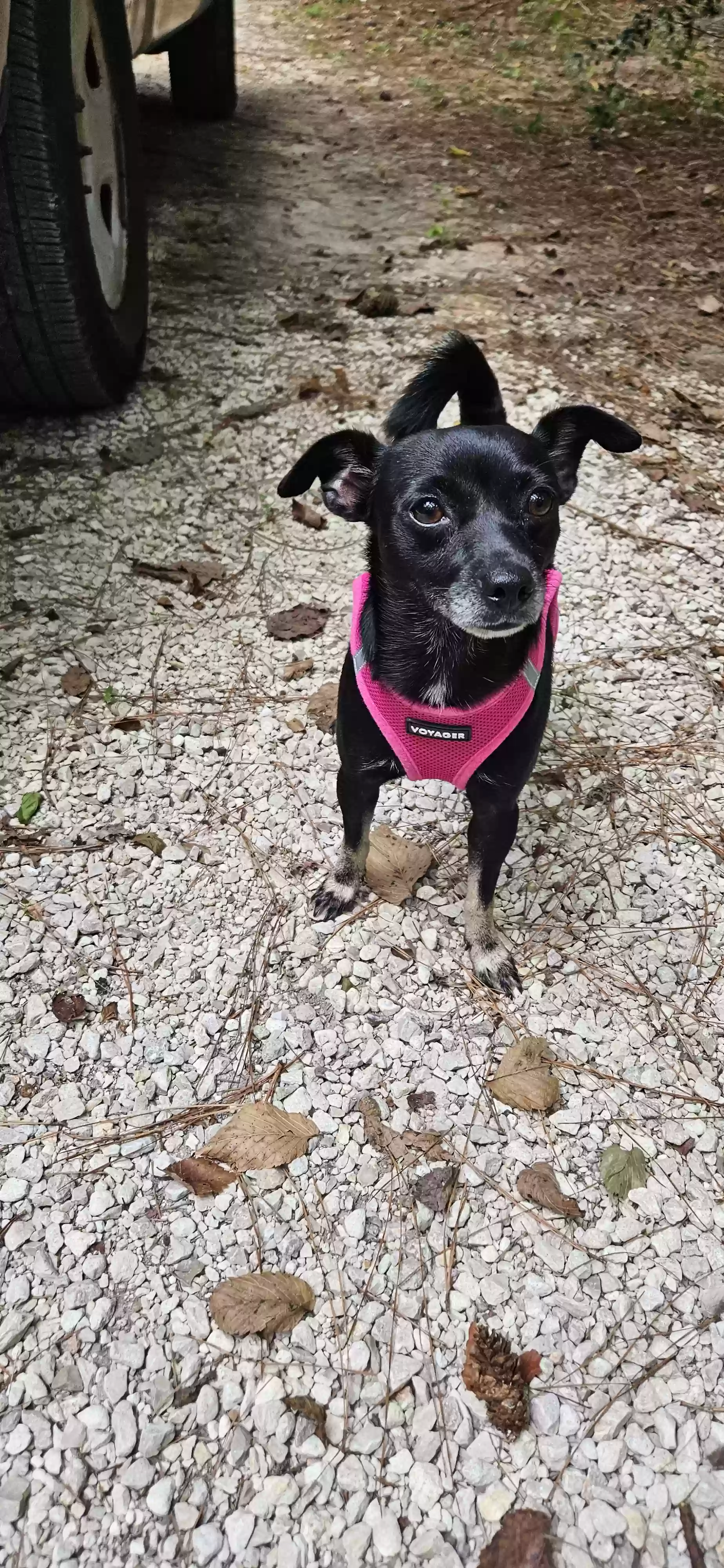 Lost dog in Houston, TX, 77092