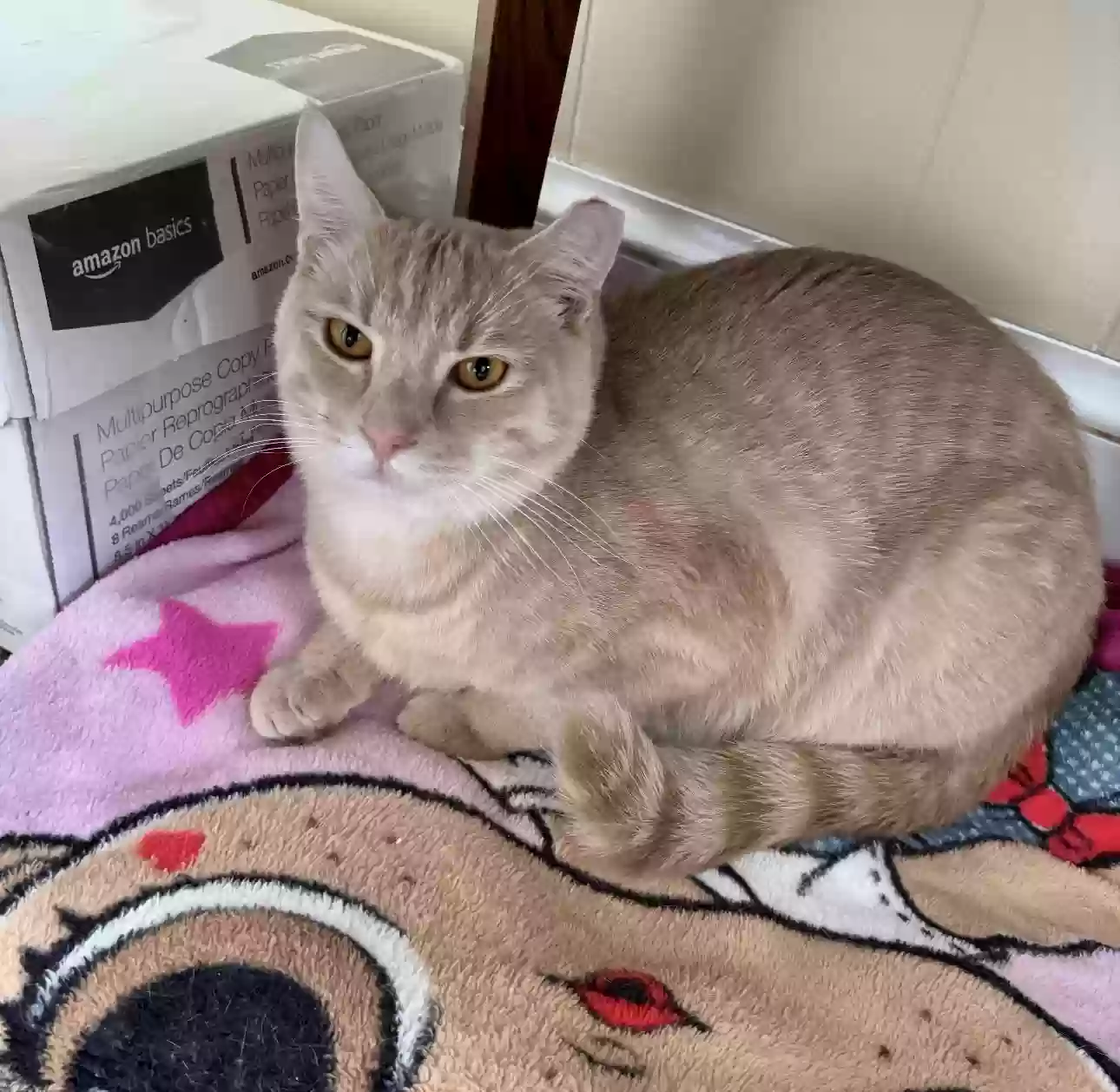 Lost cat in Saluda, VA, 23149