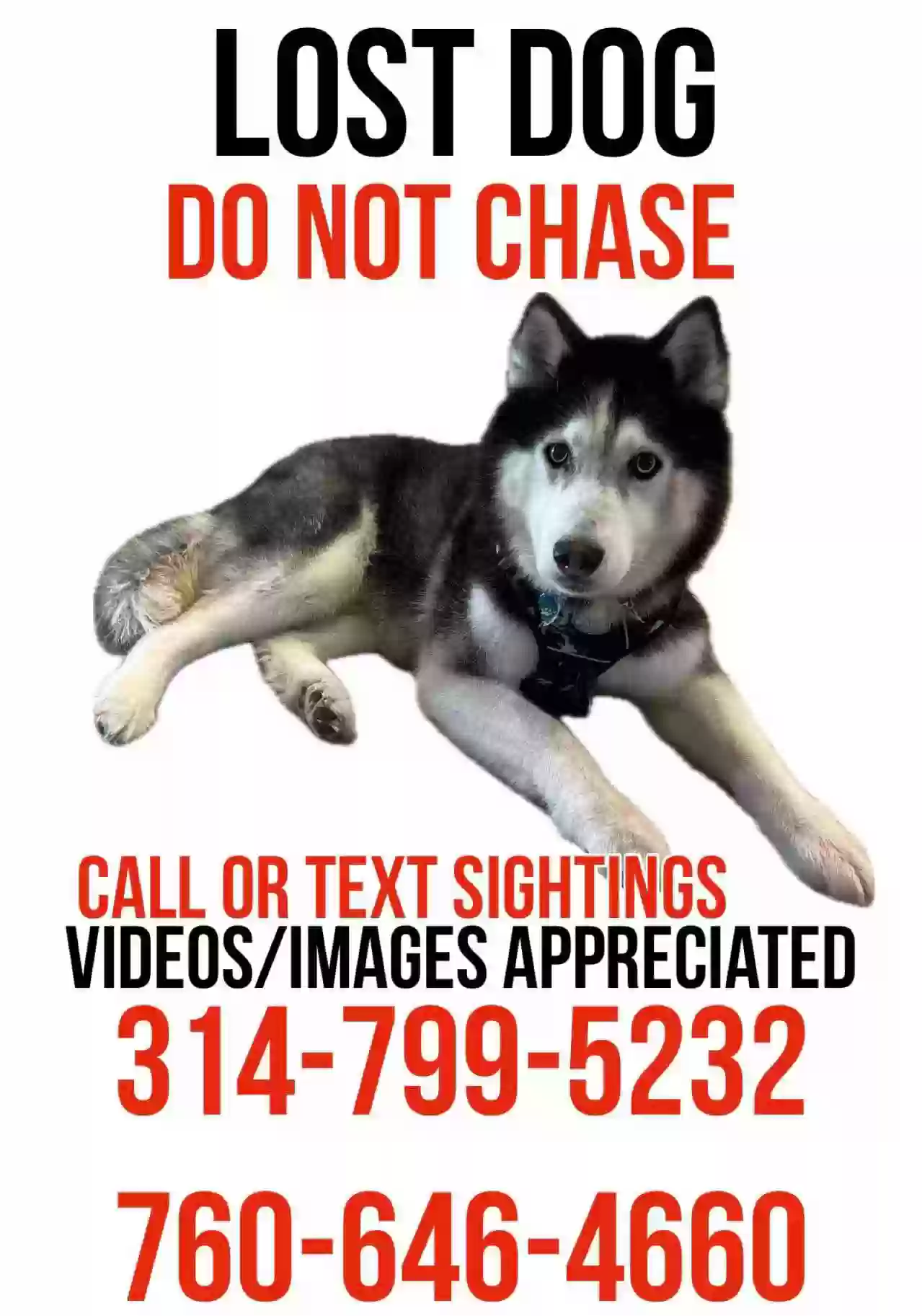 Lost dog in Eureka, MO, 63025