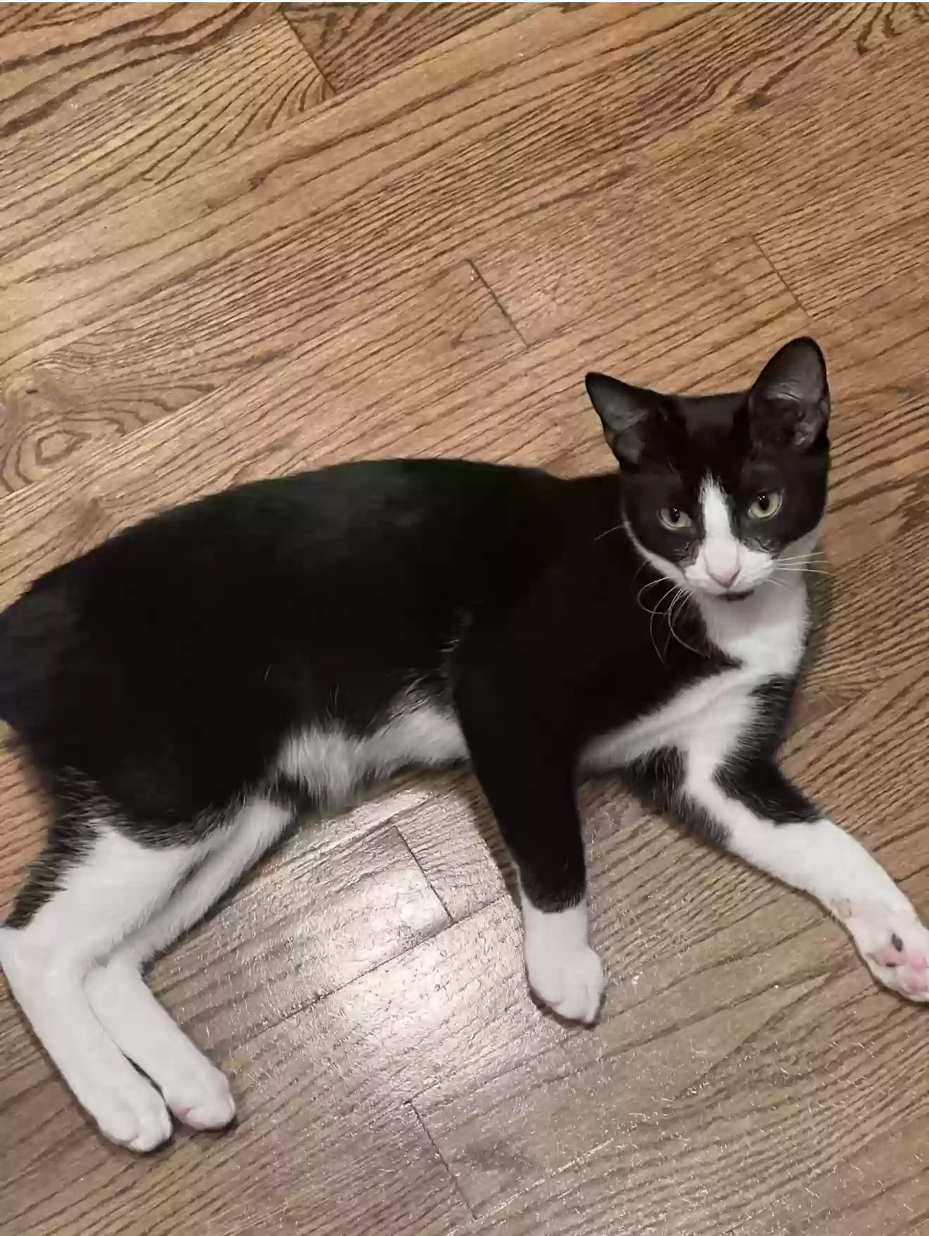 Lost cat in Atlanta, GA, 30312