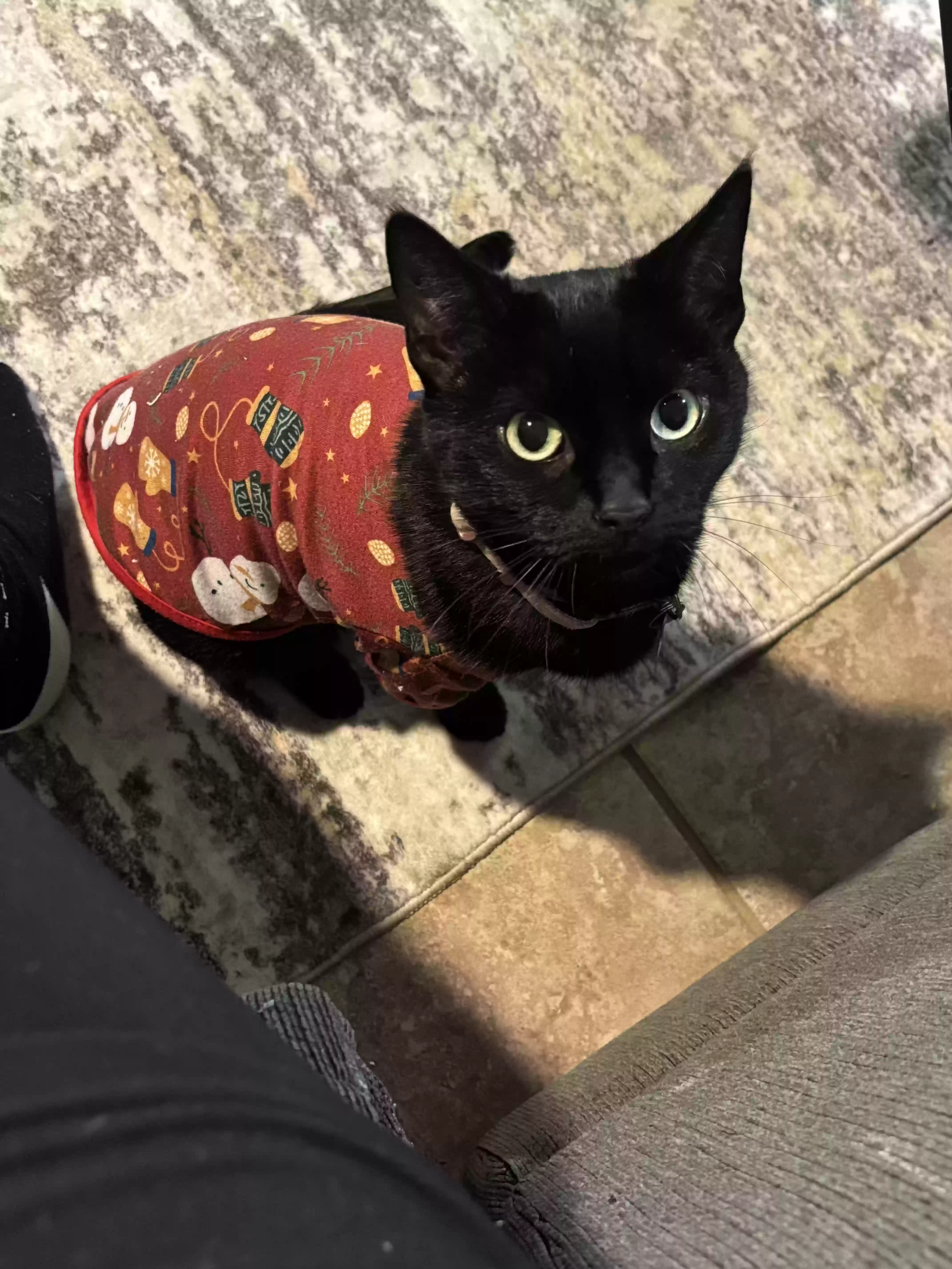 Lost cat in Beaumont, CA, 92223