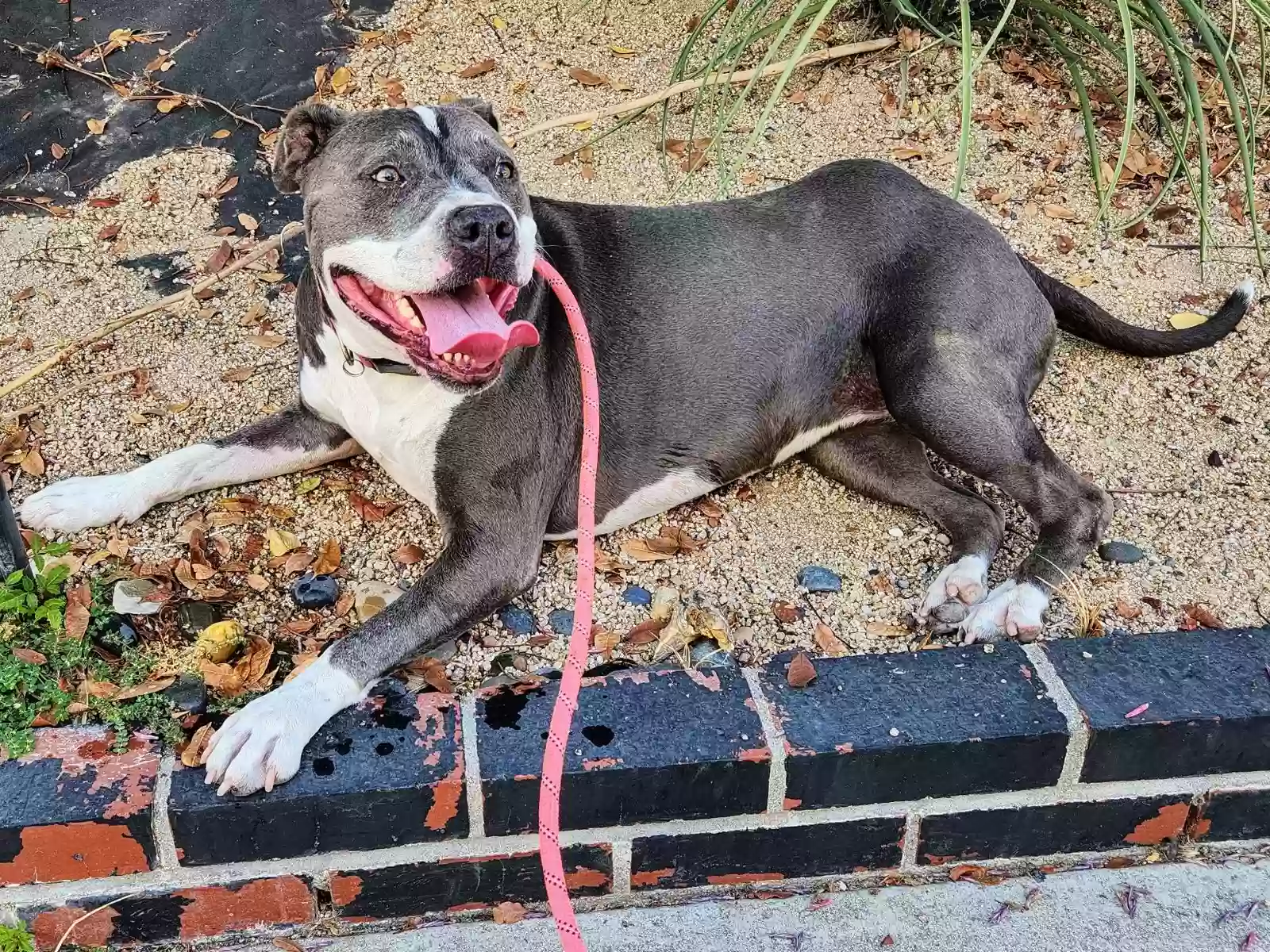 Lost dog in West Covina, CA, 91791