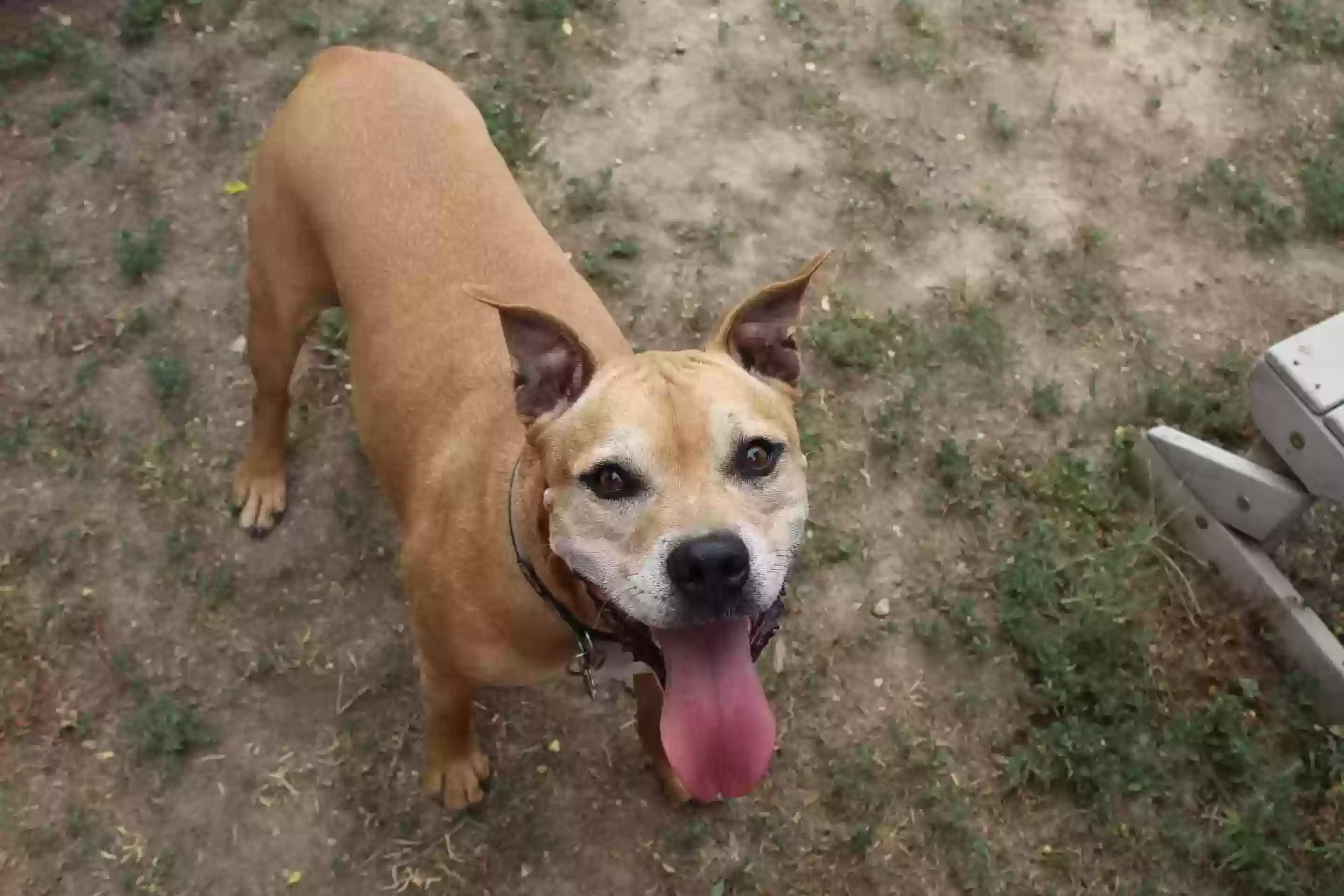 Lost dog in Peyton, CO, 80831