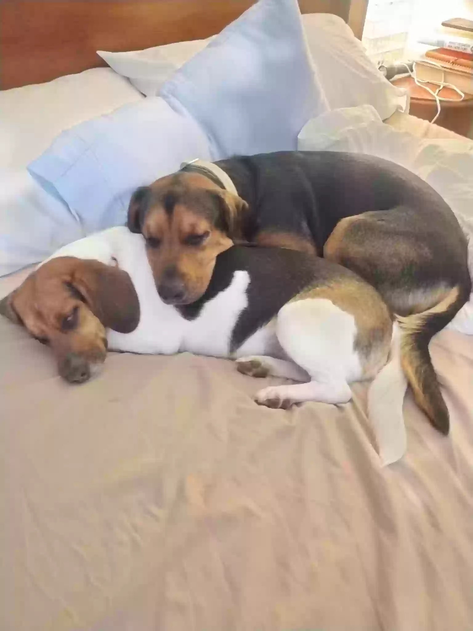 Lost dog in Belleville, IL, 62220