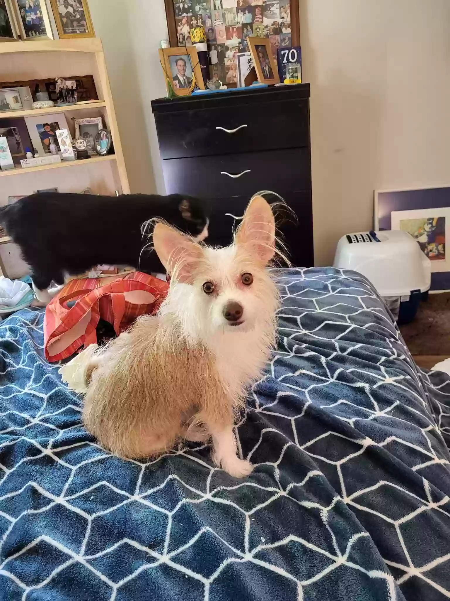 Lost dog in Los Angeles, CA, 90016